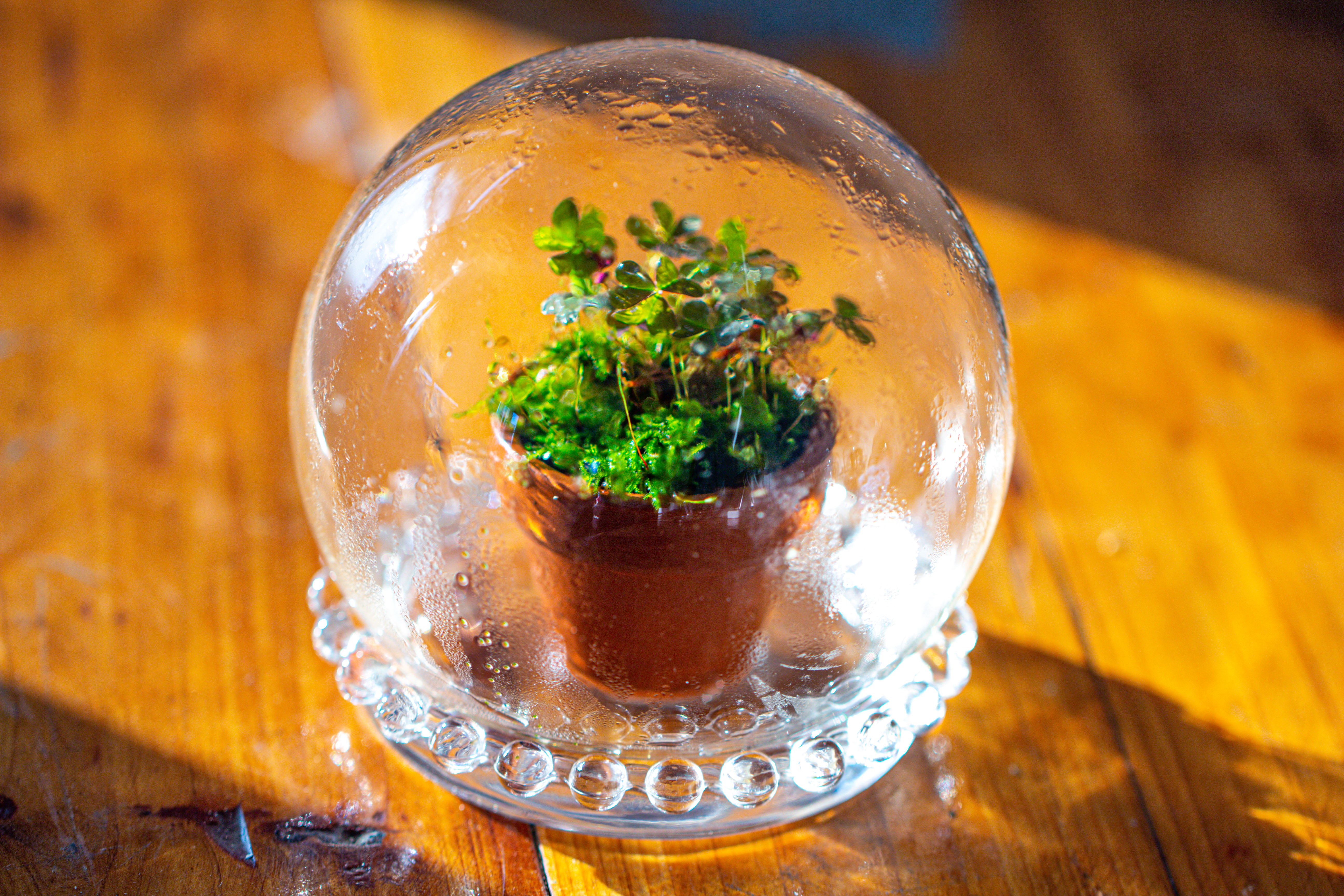 mini glass globe cloche with decorative beaded base 9.5x10.8cm - NCYPgarden