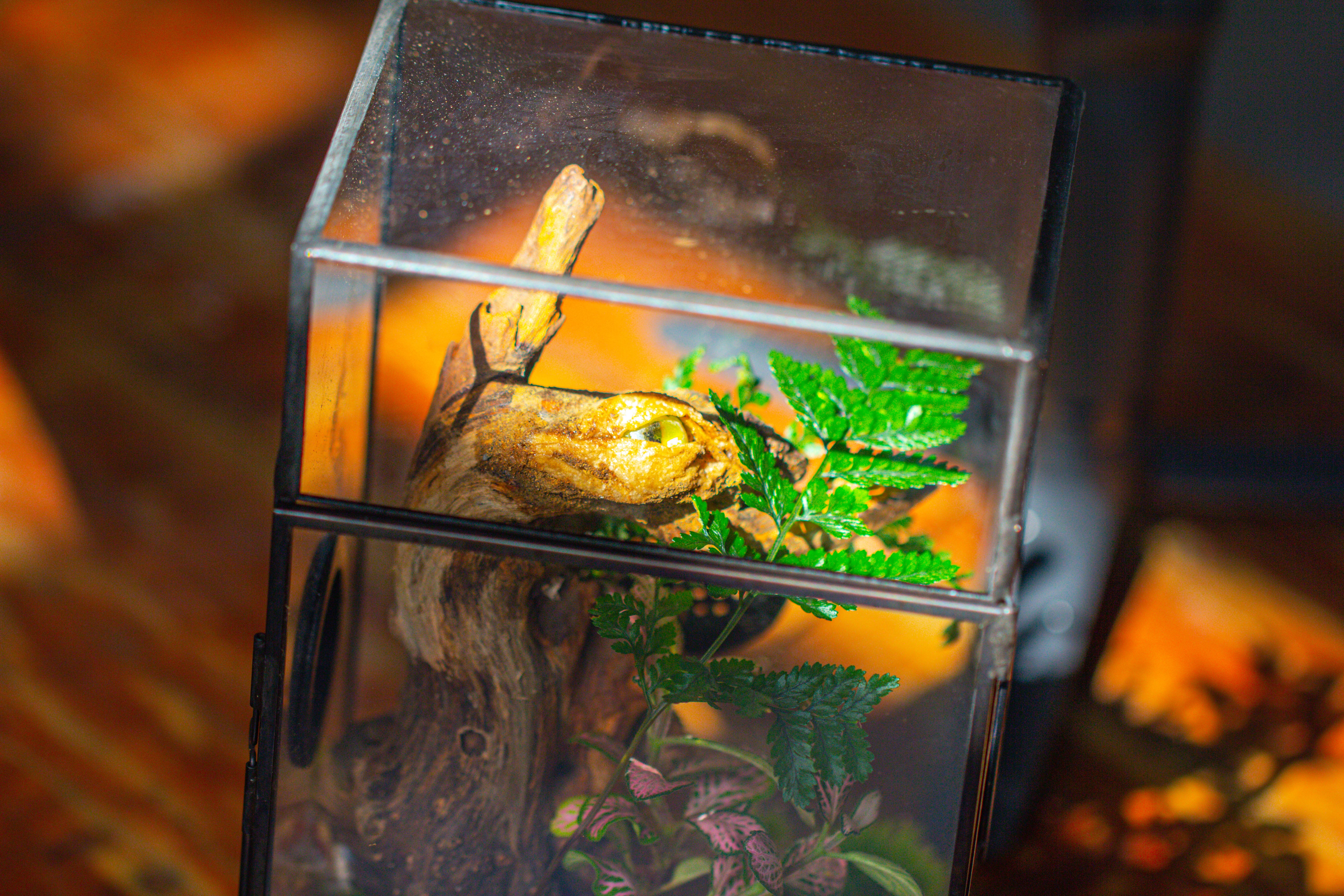 Glass Geometric Terrarium with Door Enclosure, Black Plastic Mesh Vent for Insects, Snail, Jumping Spider, Plants Not Included - NCYPgarden