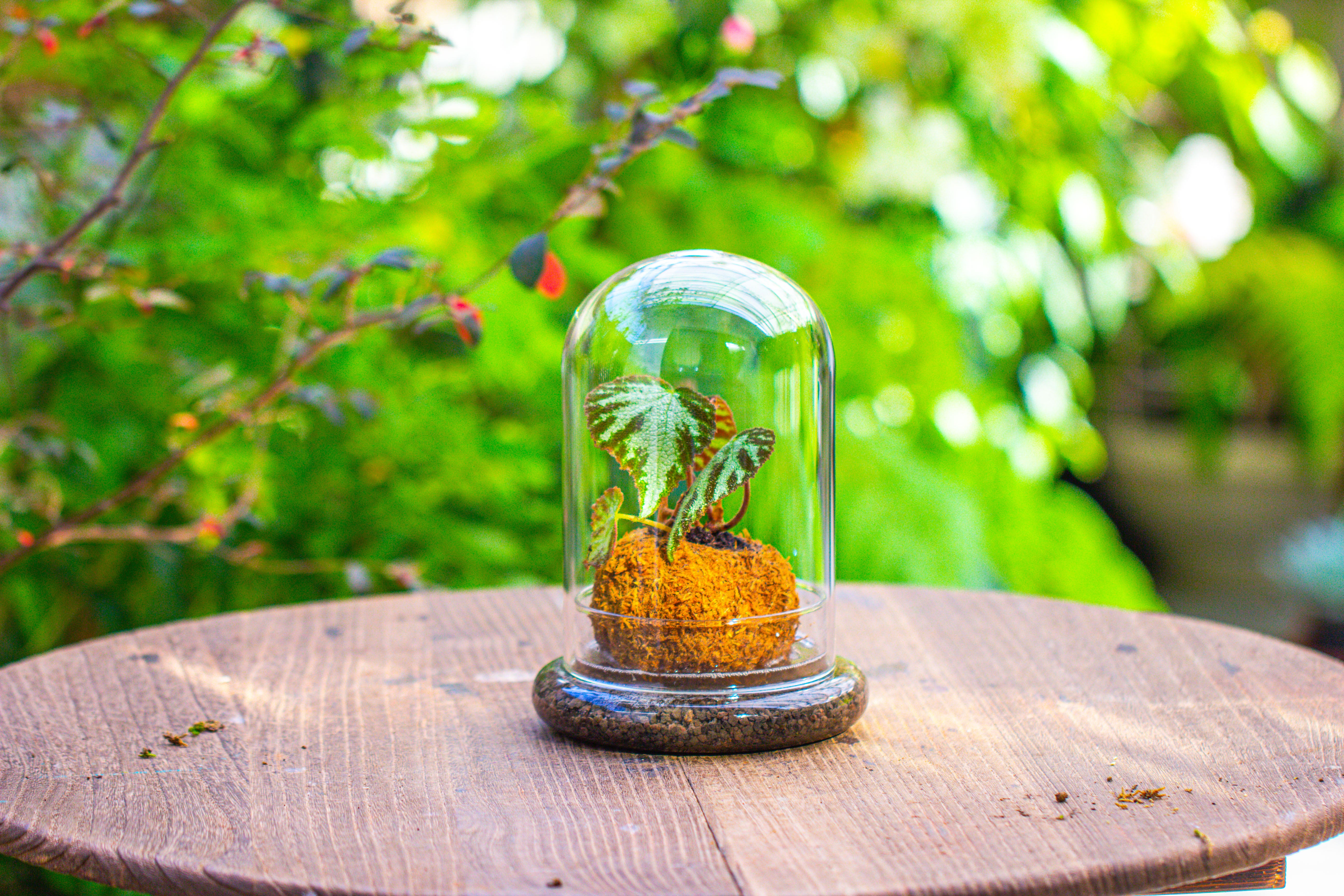 Glass Dome Cloche Set with Air Hole - 5.9 x 5.9 x 8.2" Indoor, suitable for southern, tropical area - NCYPgarden