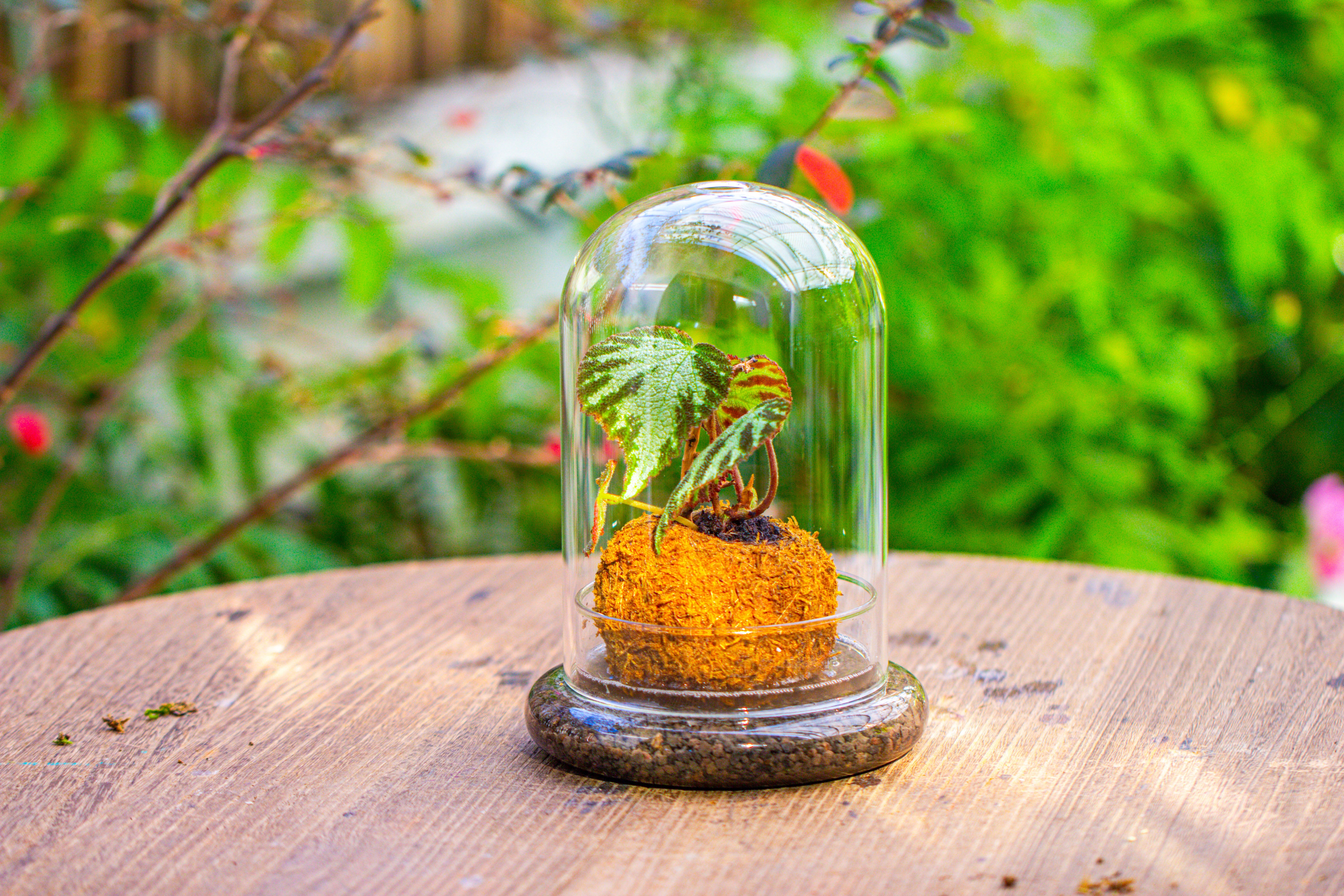 Glass Dome Cloche Set with Air Hole - 5.9 x 5.9 x 8.2" Indoor, suitable for southern, tropical area - NCYPgarden