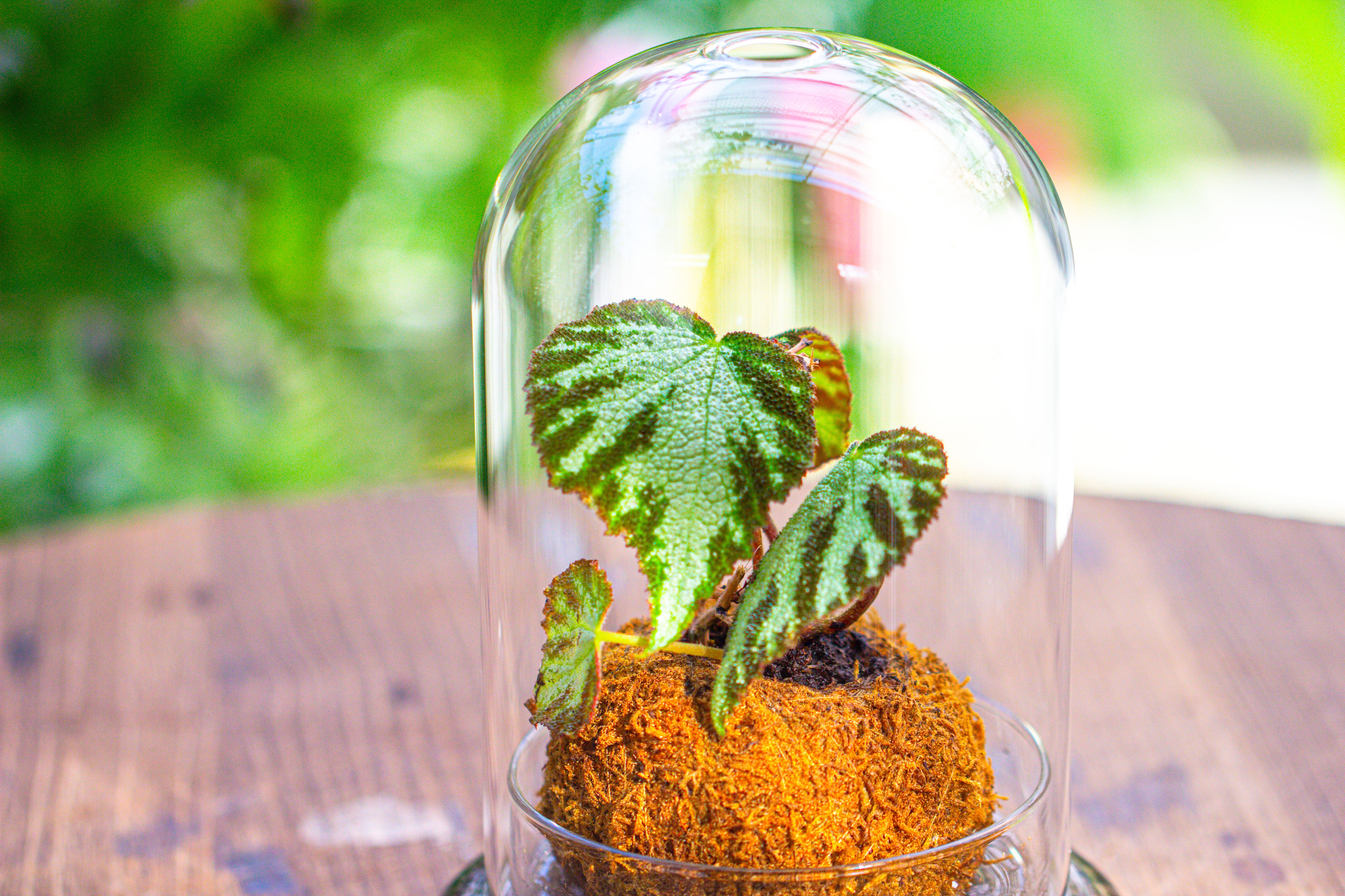 Glass Dome Cloche Set with Air Hole - 5.9 x 5.9 x 8.2" Indoor, suitable for southern, tropical area - NCYPgarden