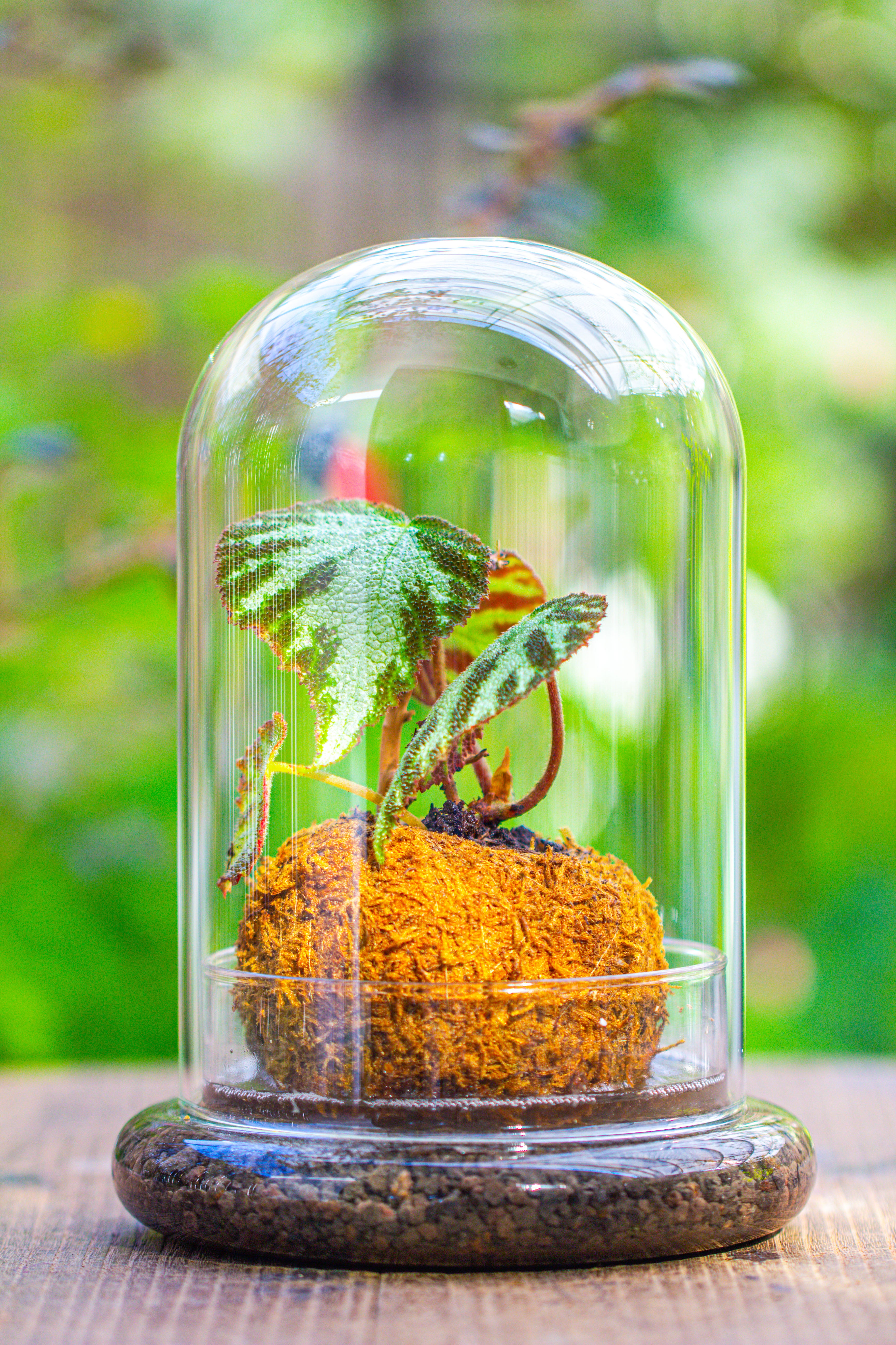 Glass Dome Cloche Set with Air Hole - 5.9 x 5.9 x 8.2" Indoor, suitable for southern, tropical area - NCYPgarden