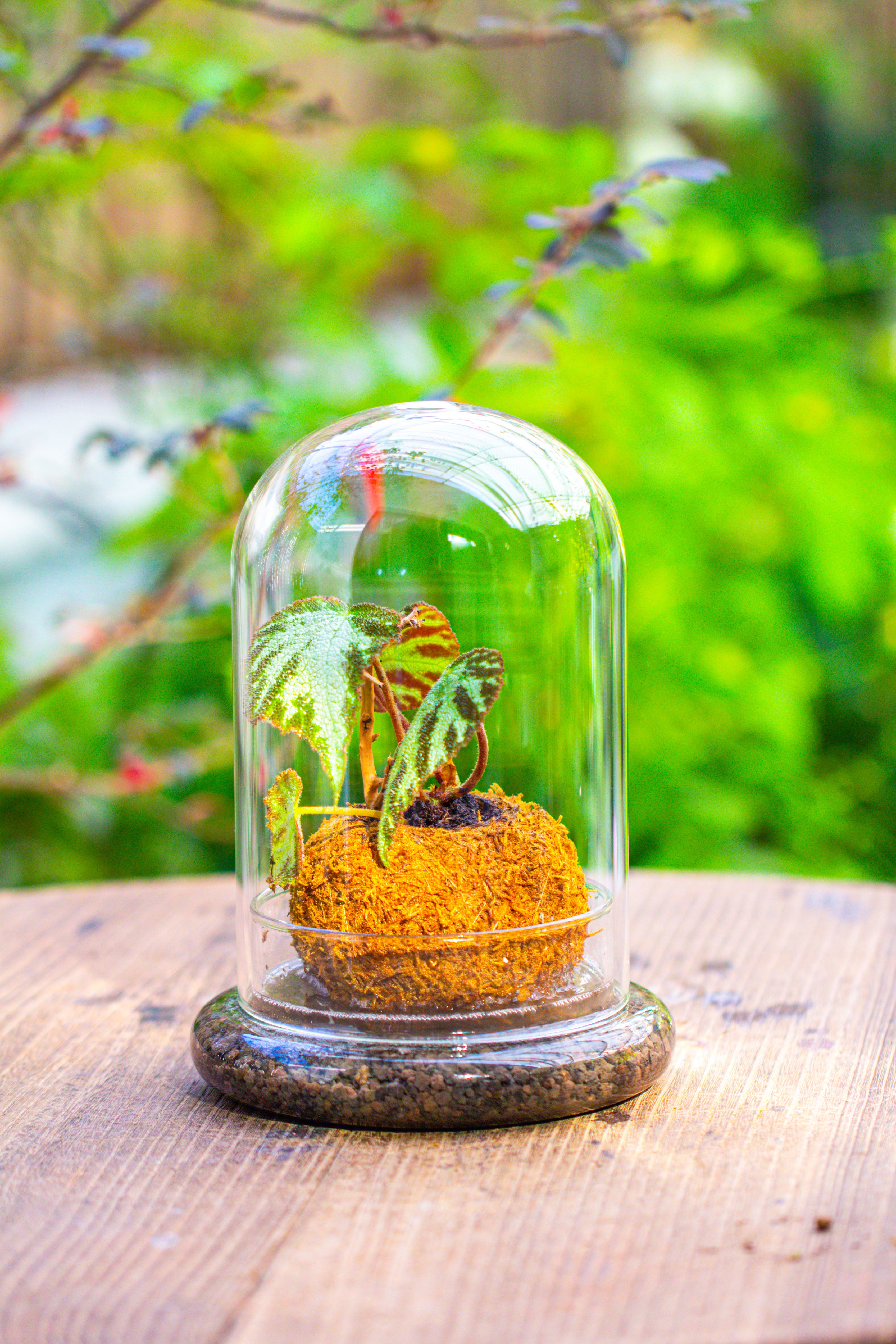 Glass Dome Cloche Set with Air Hole - 5.9 x 5.9 x 8.2" Indoor, suitable for southern, tropical area - NCYPgarden