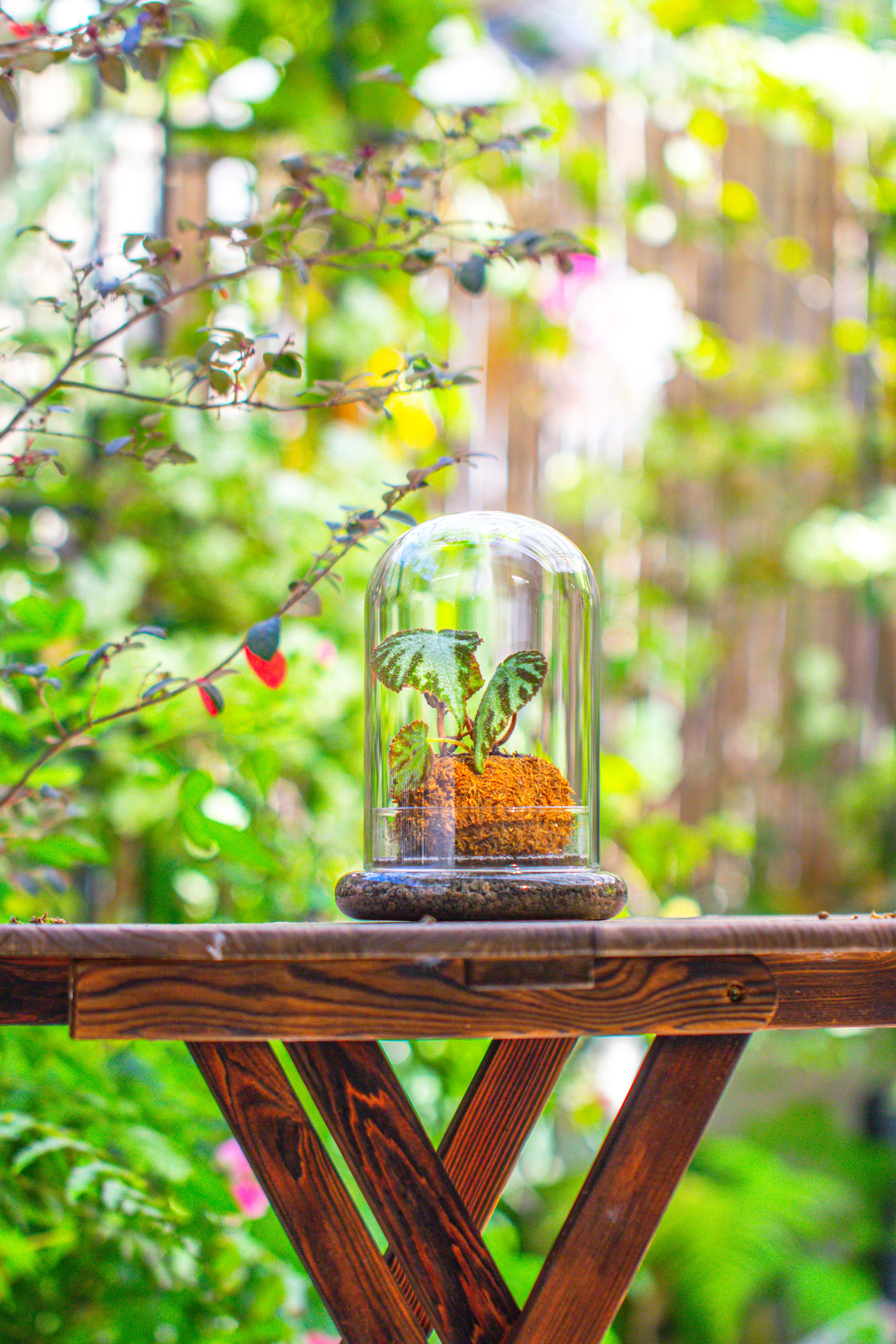 Glass Dome Cloche Set with Air Hole - 5.9 x 5.9 x 8.2" Indoor, suitable for southern, tropical area - NCYPgarden