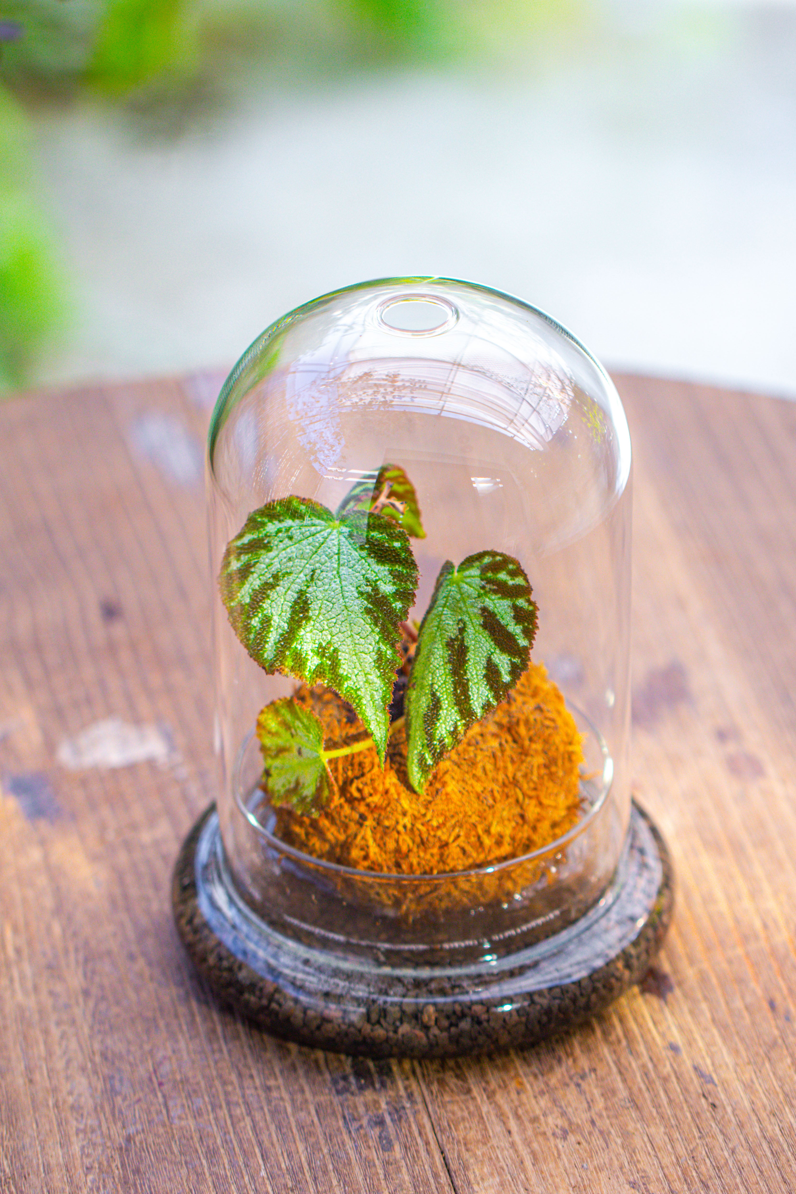 Glass Dome Cloche Set with Air Hole - 5.9 x 5.9 x 8.2" Indoor, suitable for southern, tropical area - NCYPgarden