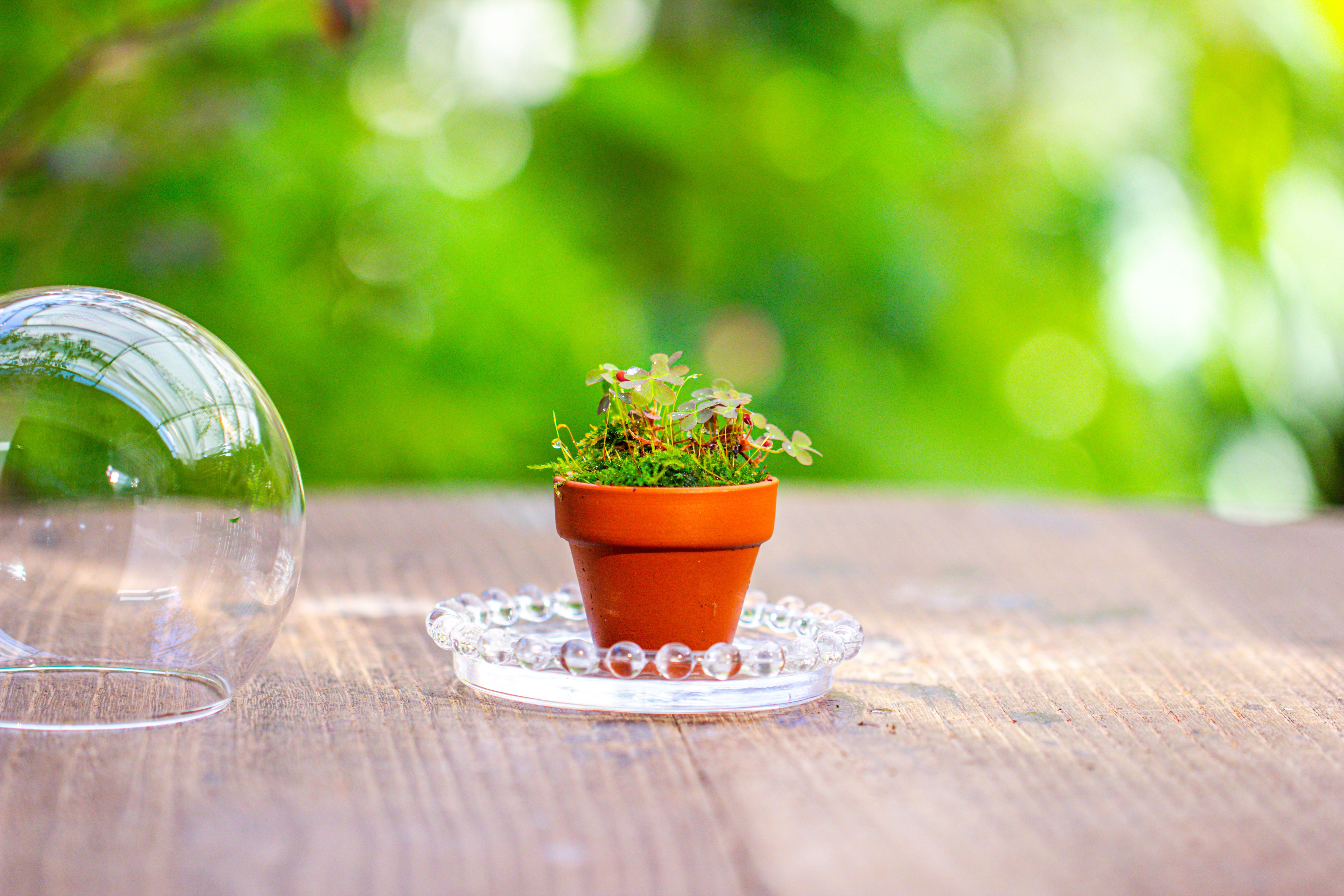 mini glass globe cloche with decorative beaded base 9.5x10.8cm - NCYPgarden
