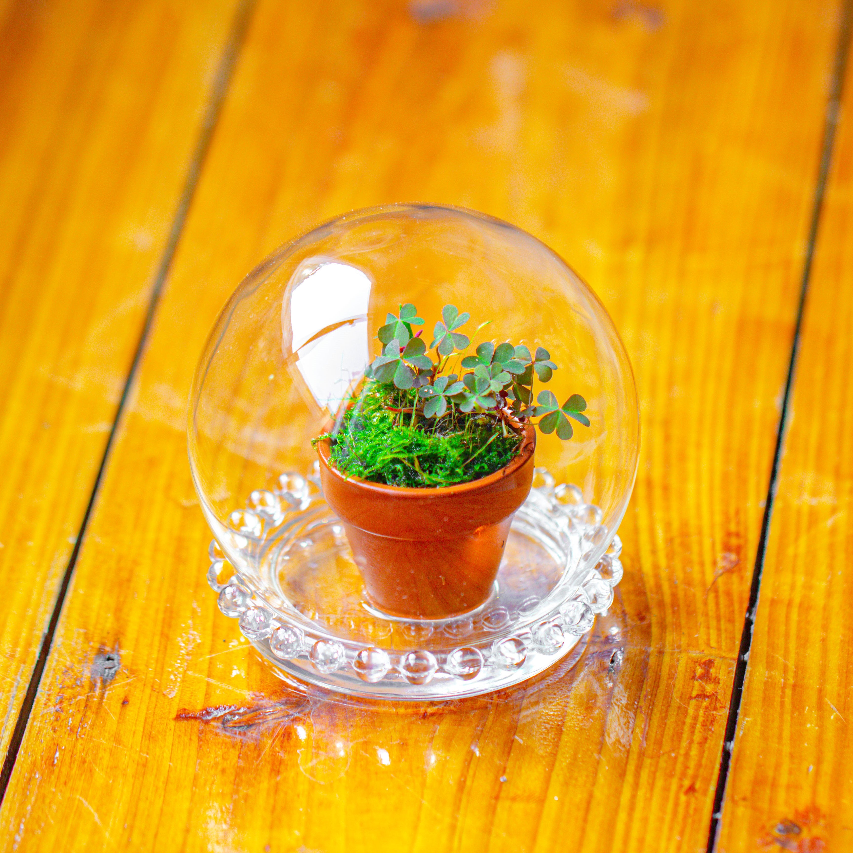 20 units Mini Red Terracotta Pot for Succulents & Moss – 4cm Height, 4.8cm Diameter - NCYPgarden