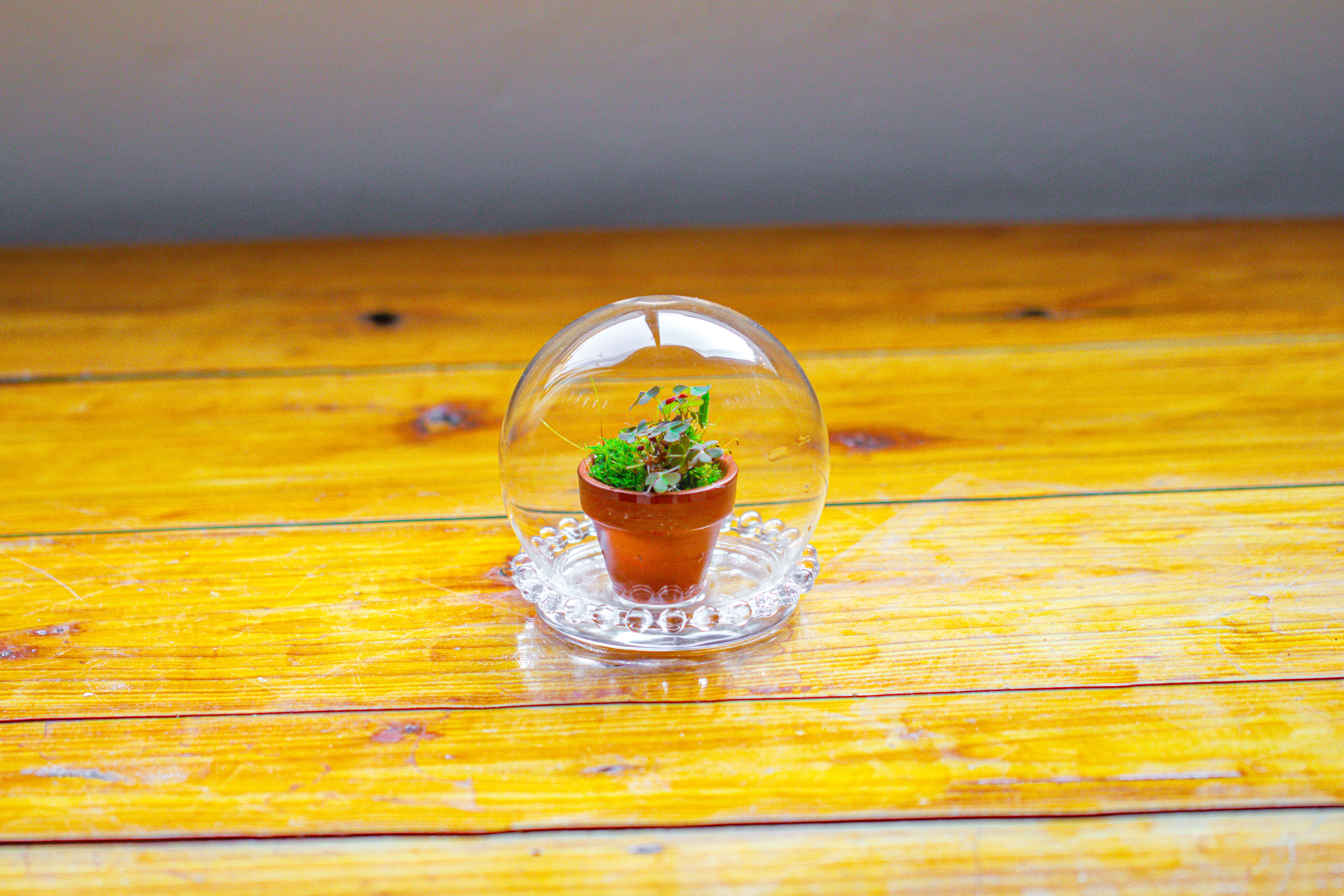 mini glass globe cloche with decorative beaded base 9.5x10.8cm - NCYPgarden