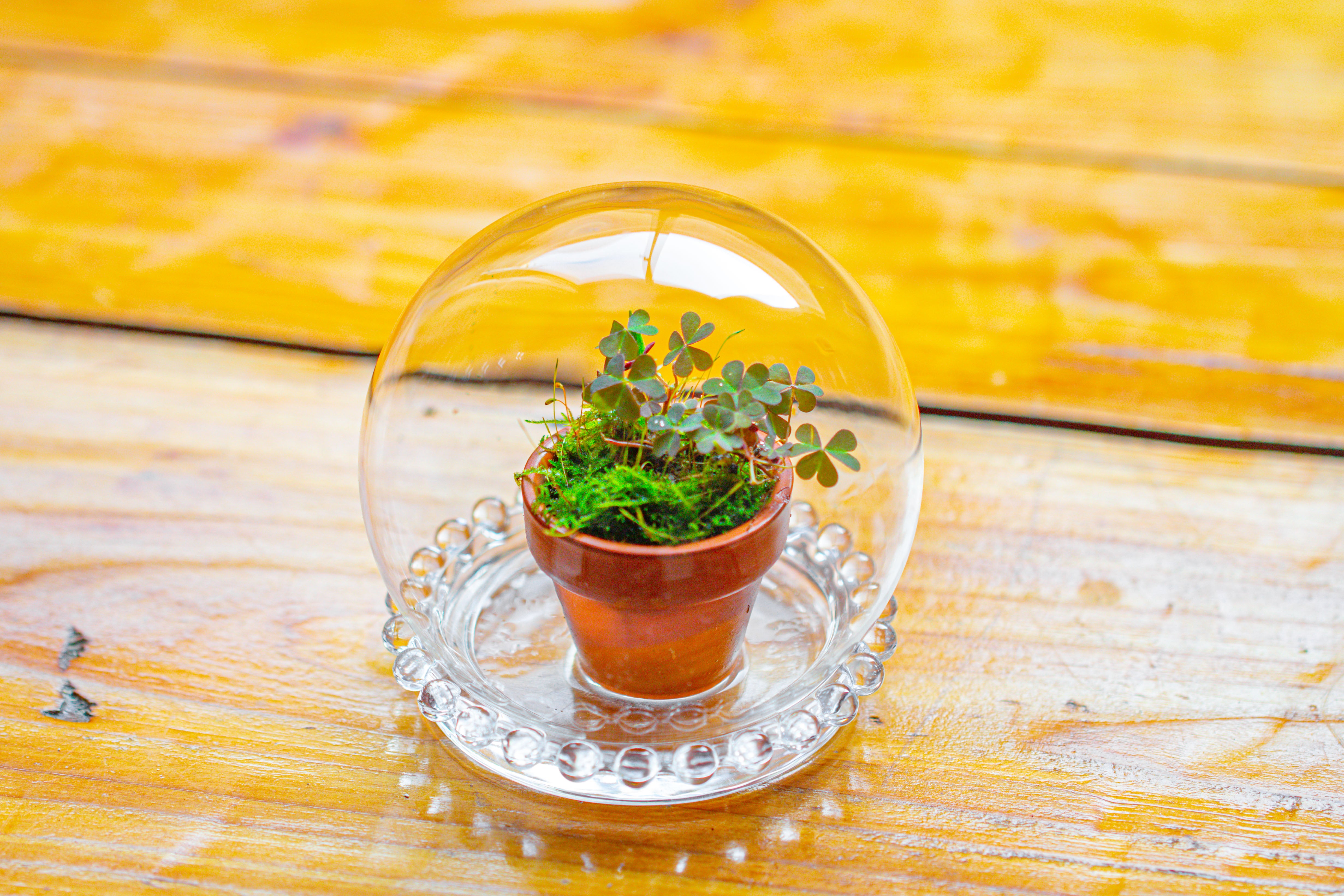 mini glass globe cloche with decorative beaded base 9.5x10.8cm - NCYPgarden