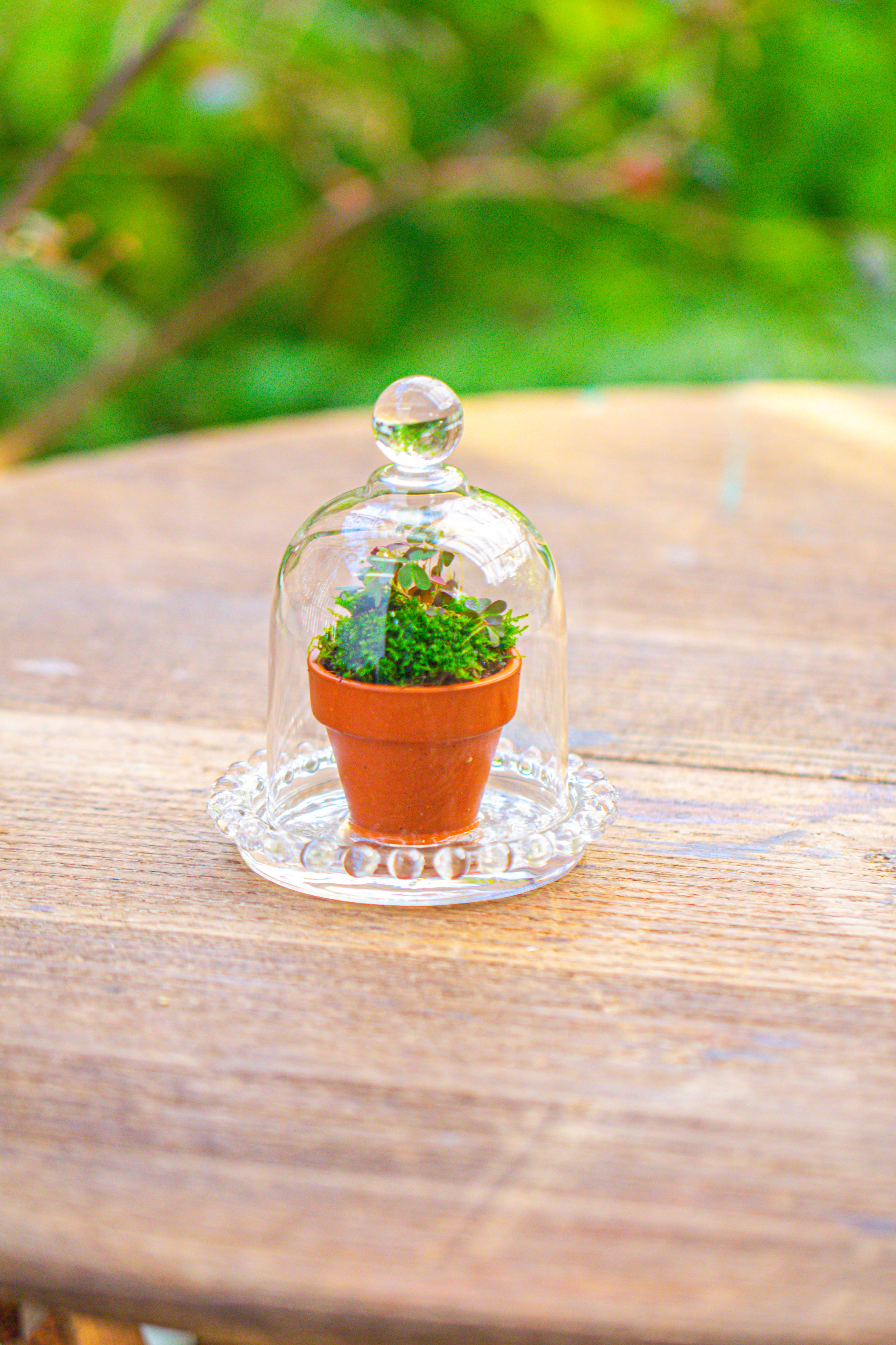 mini bell shape glass cloche dome with beaded decorative base 9.5x14cm - NCYPgarden