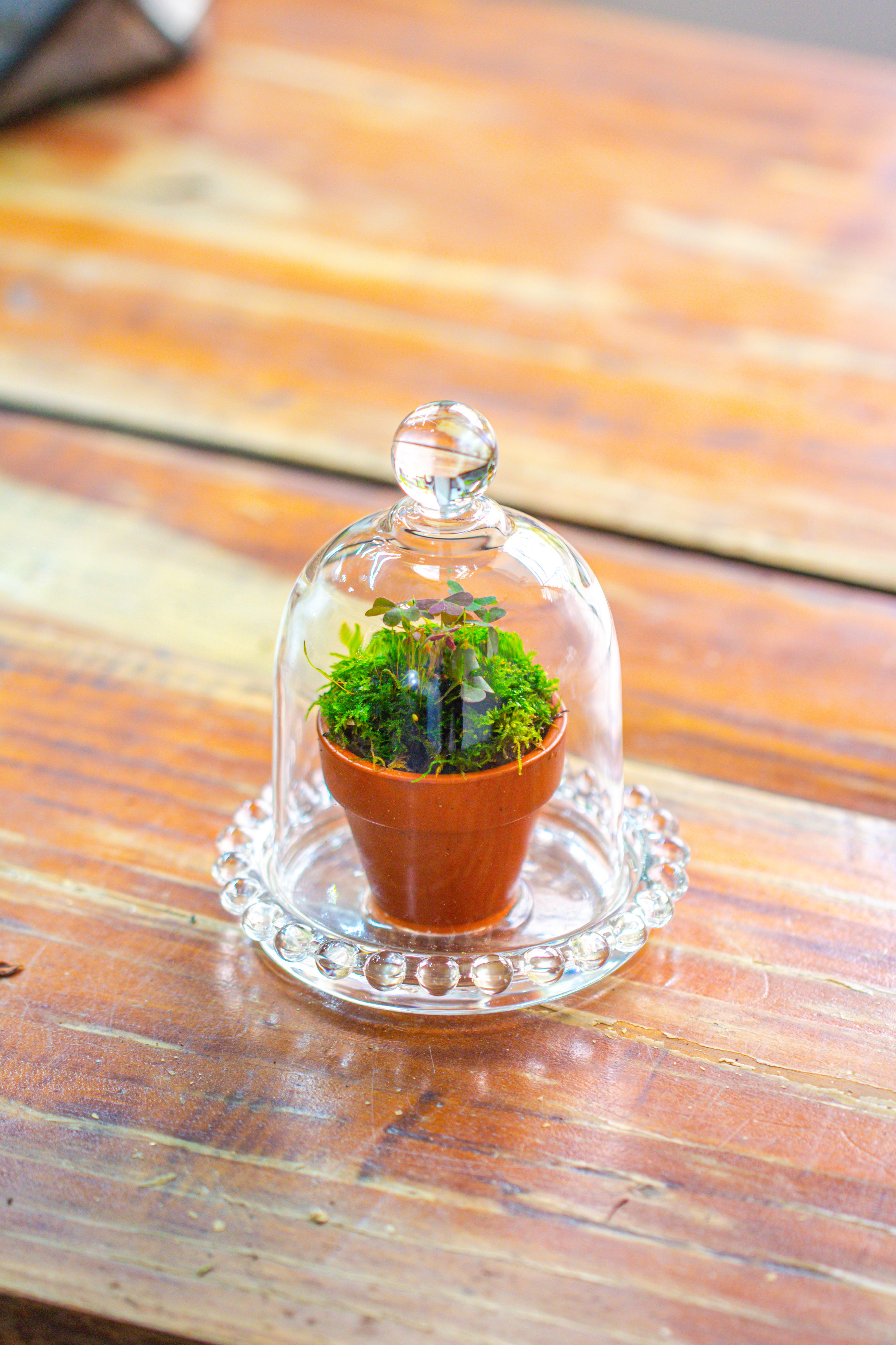 mini bell shape glass cloche dome with beaded decorative base 9.5x14cm - NCYPgarden