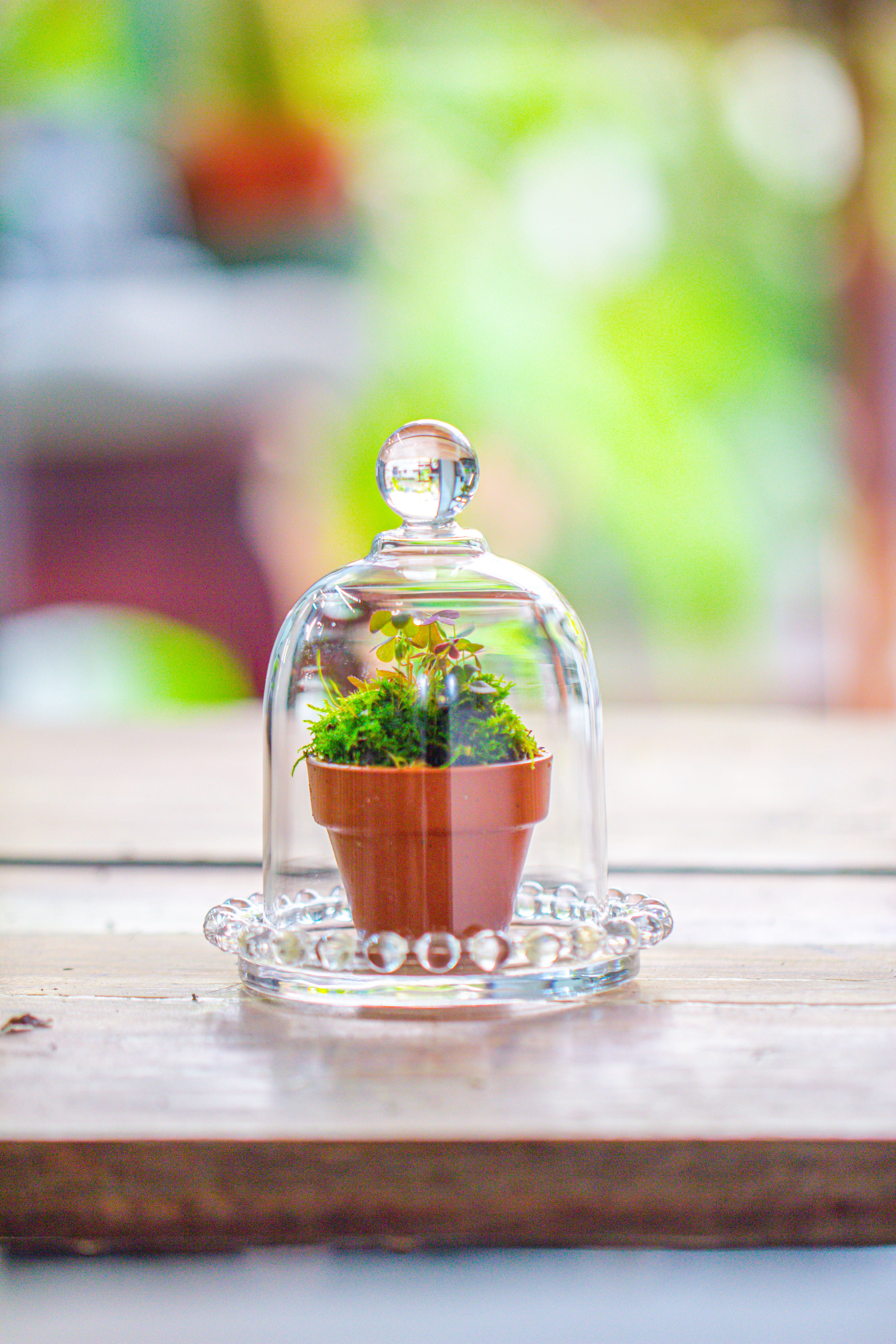 mini bell shape glass cloche dome with beaded decorative base 9.5x14cm - NCYPgarden
