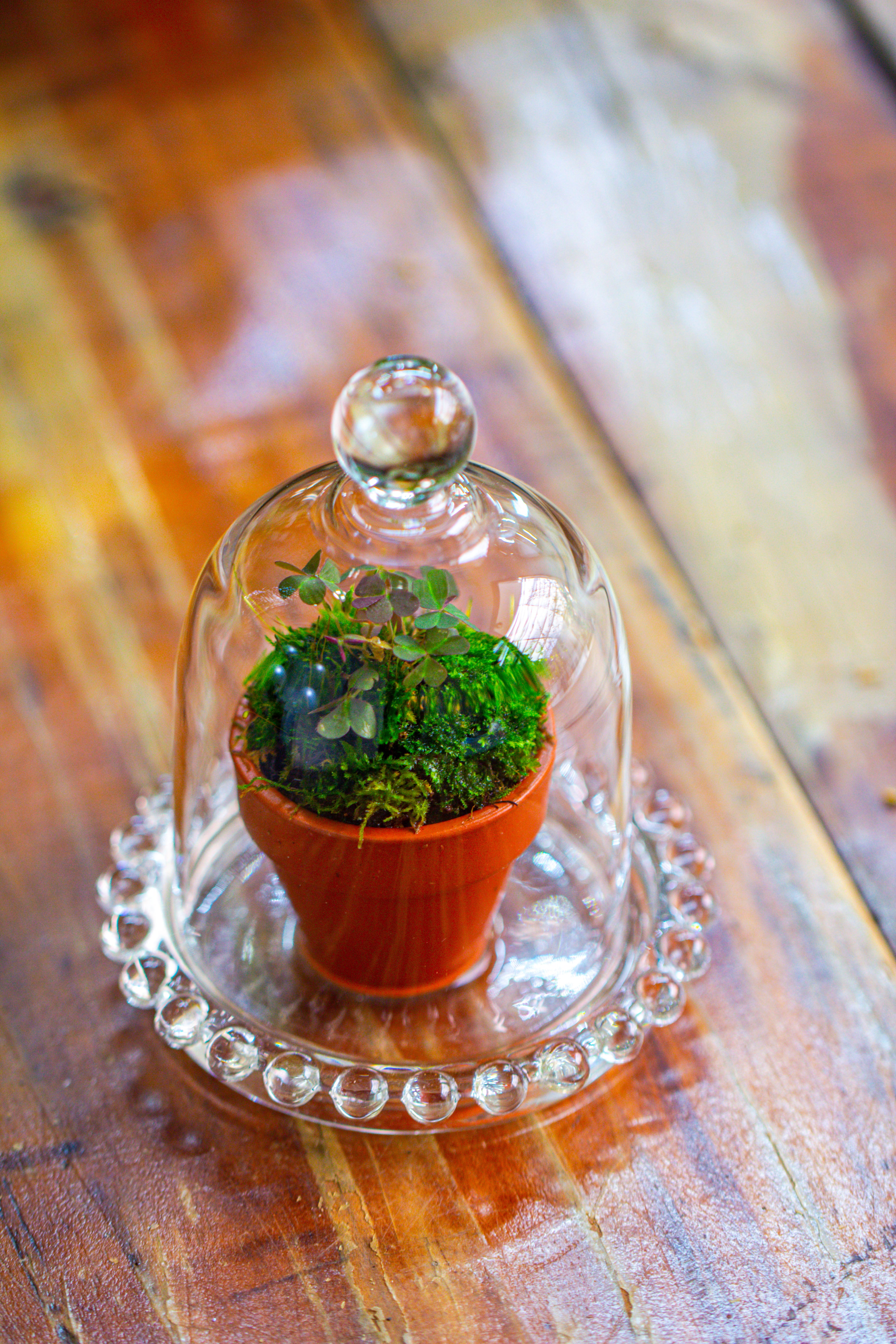 mini bell shape glass cloche dome with beaded decorative base 9.5x14cm - NCYPgarden