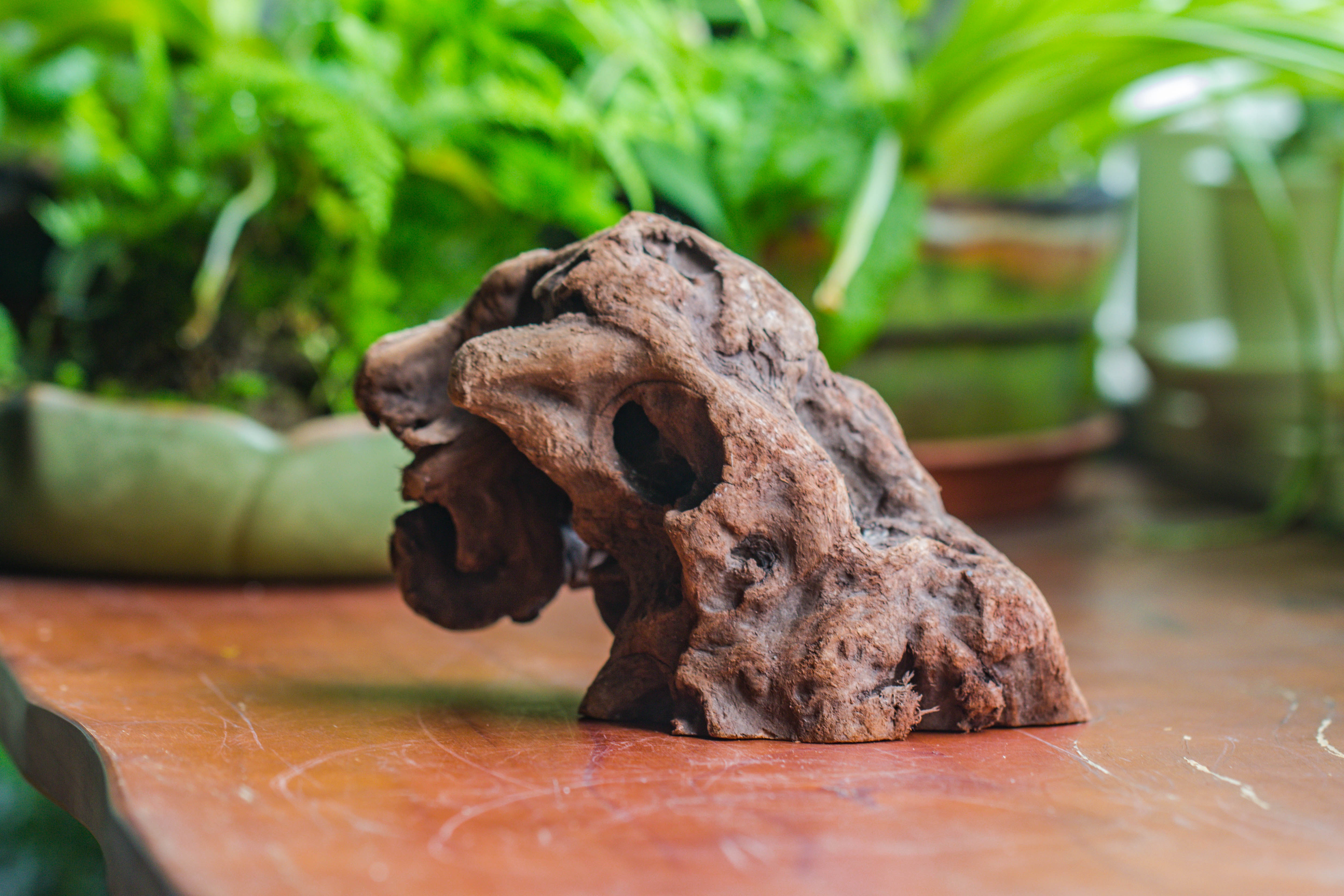 Natural driftwood for moss terrarium, miniature, micro landscape, unique  10-30, suitable for both live and preserved moss - NCYPgarden