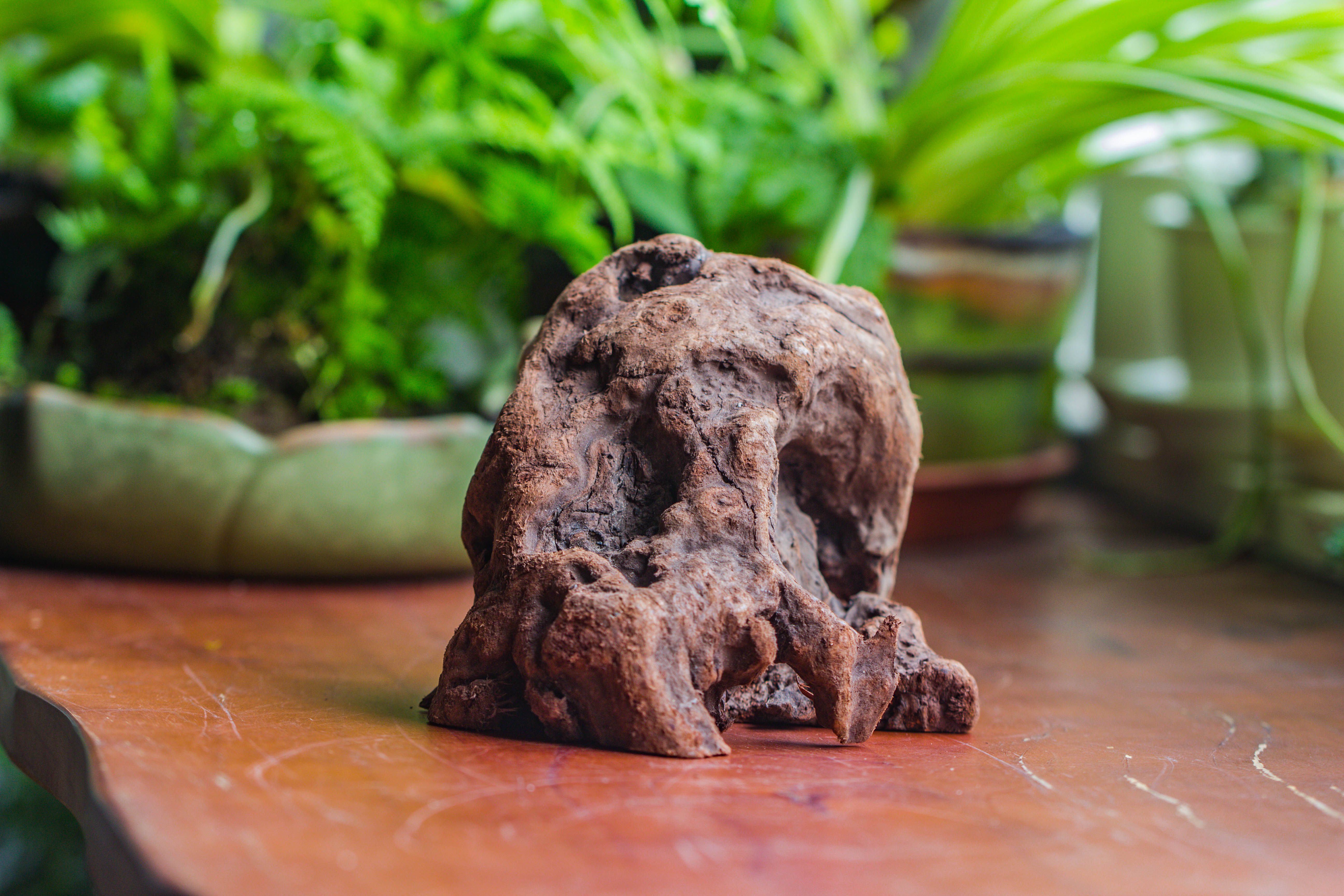 Natural driftwood for moss terrarium, miniature, micro landscape, unique  10-30, suitable for both live and preserved moss - NCYPgarden