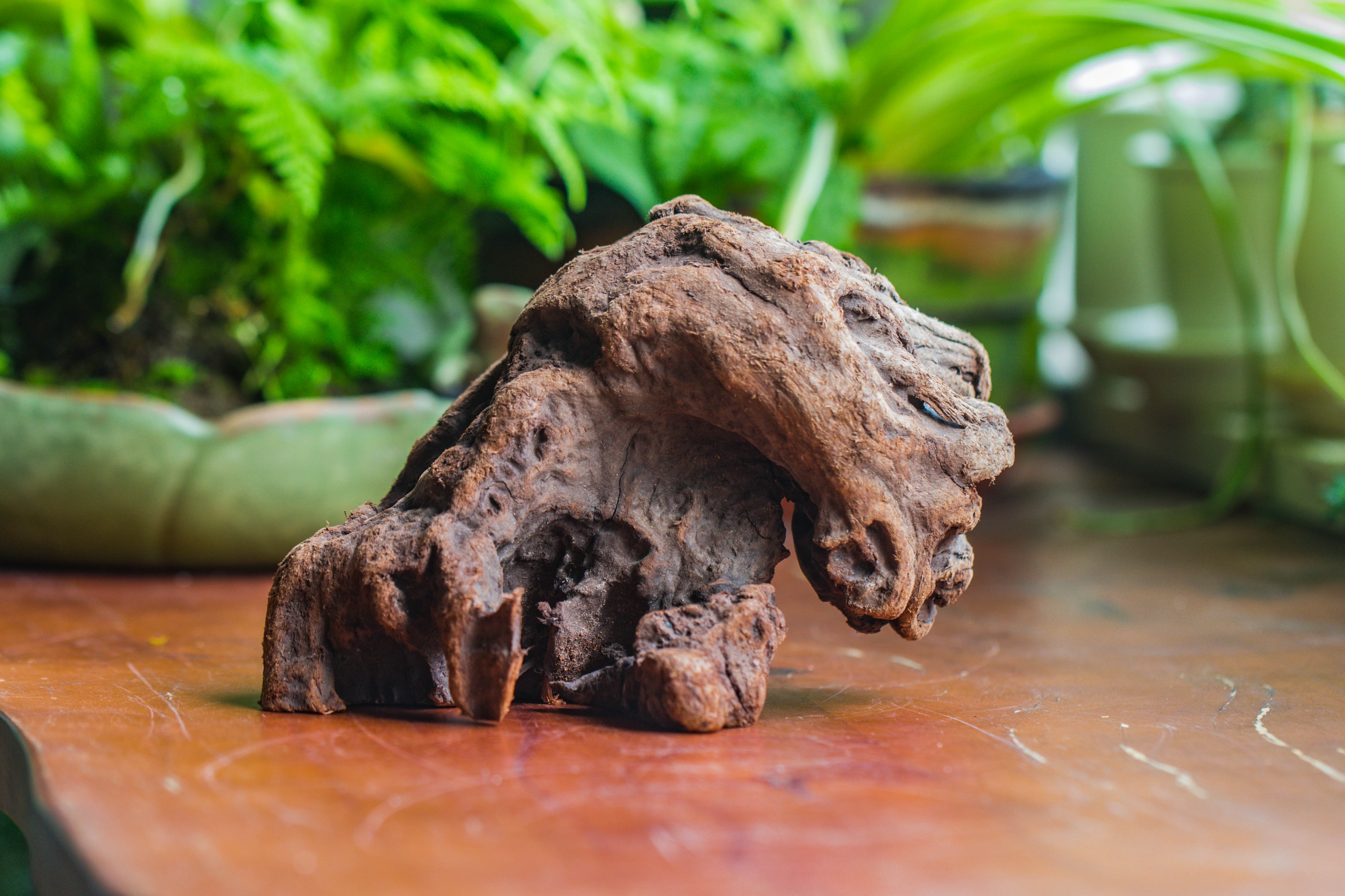 Natural driftwood for moss terrarium, miniature, micro landscape, unique  10-30, suitable for both live and preserved moss - NCYPgarden