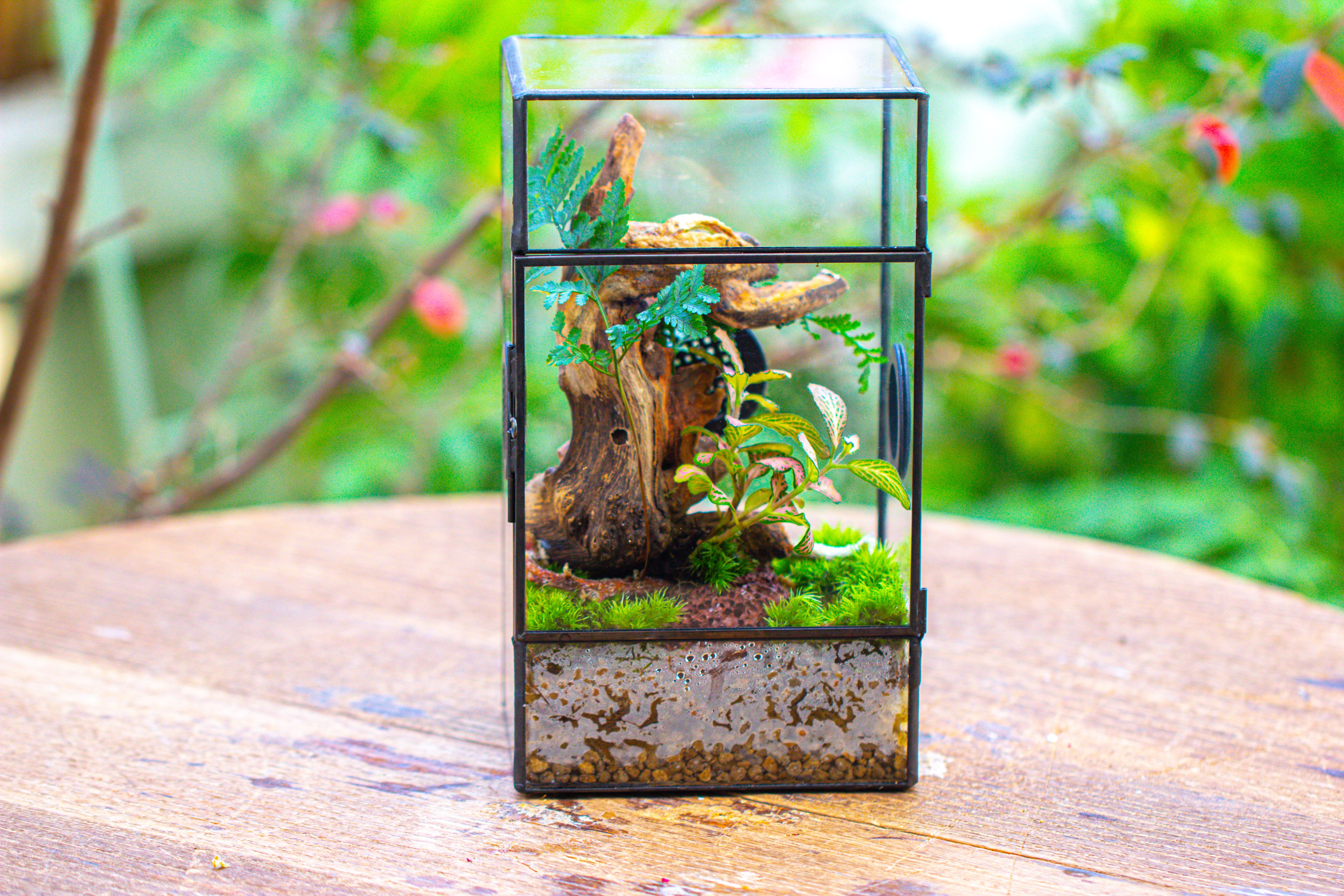 Glass Geometric Terrarium with Door Enclosure, Black Plastic Mesh Vent for Insects, Snail, Jumping Spider, Plants Not Included - NCYPgarden