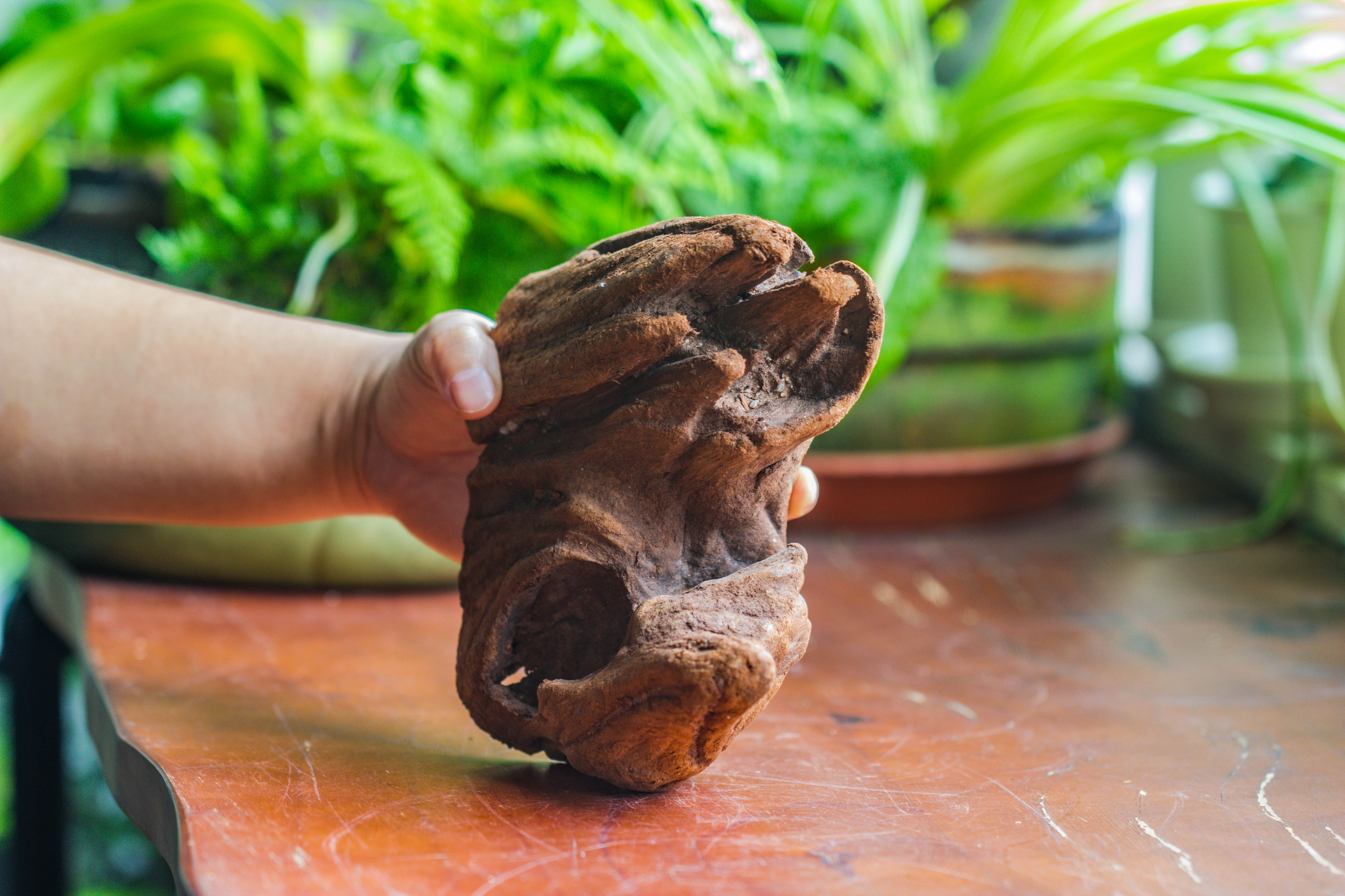 Natural driftwood for moss terrarium, miniature, micro landscape, unique  10-38, suitable for both live and preserved moss - NCYPgarden