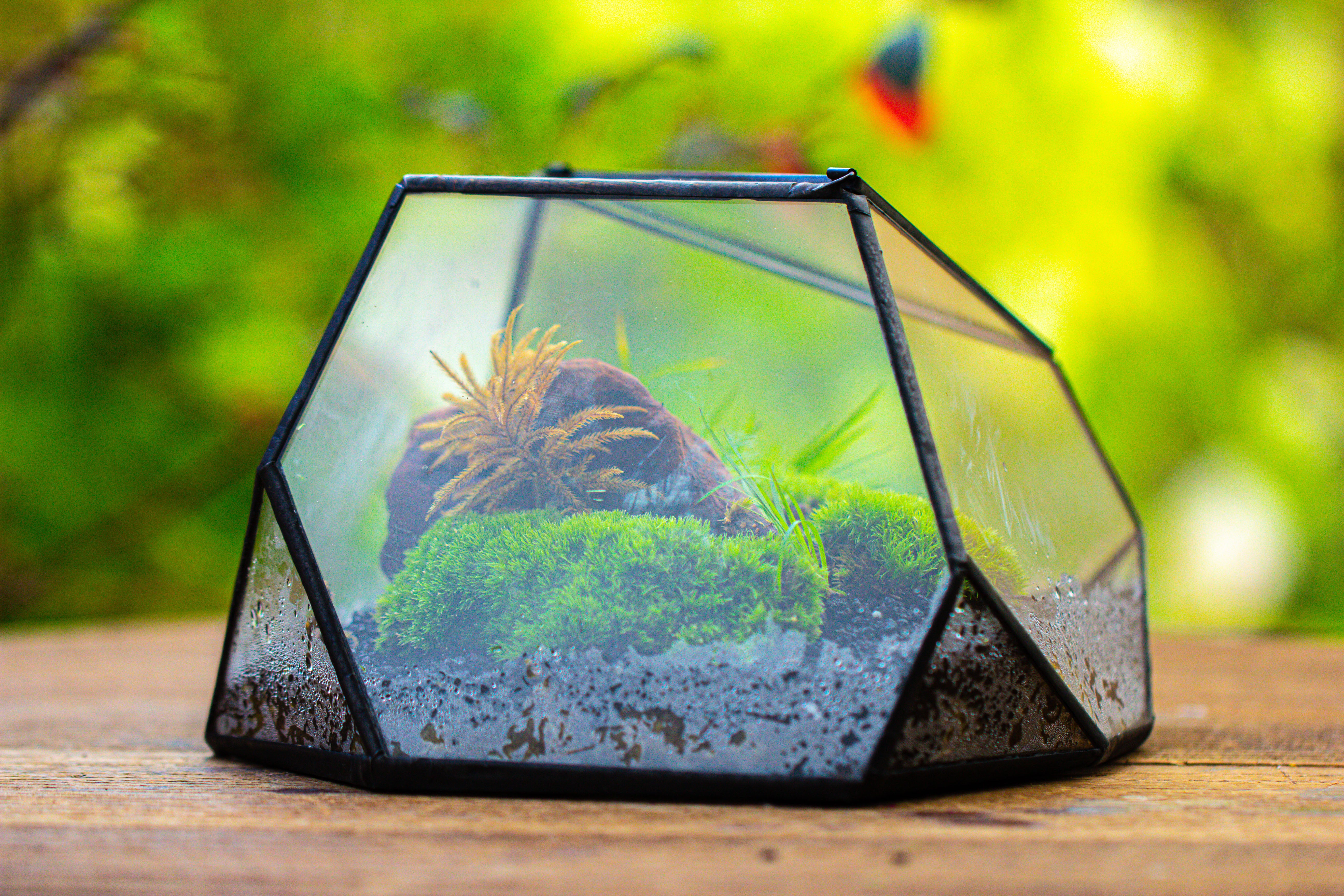 Geometric Terrarium Irregular, handmade,Tin and Glass - NCYPgarden