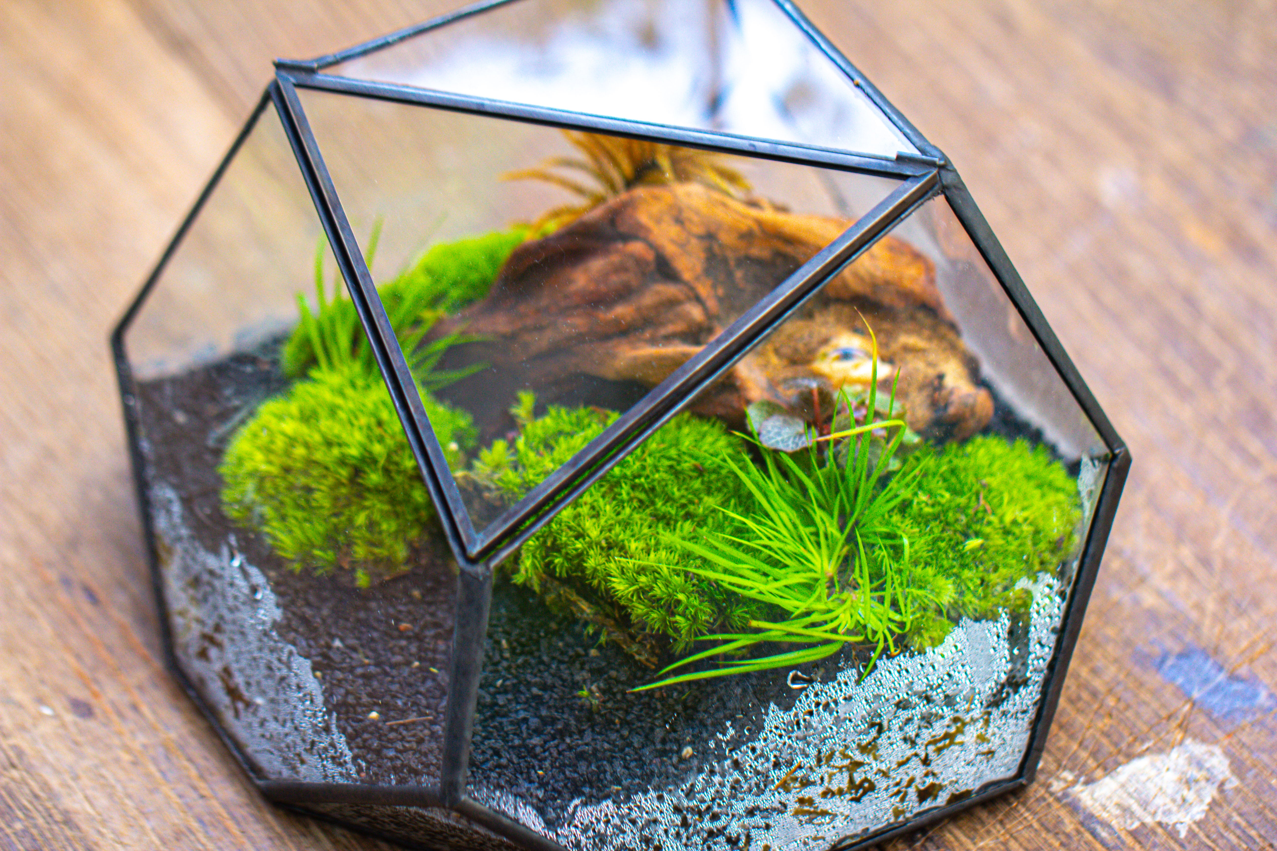Geometric Terrarium Irregular, handmade,Tin and Glass - NCYPgarden