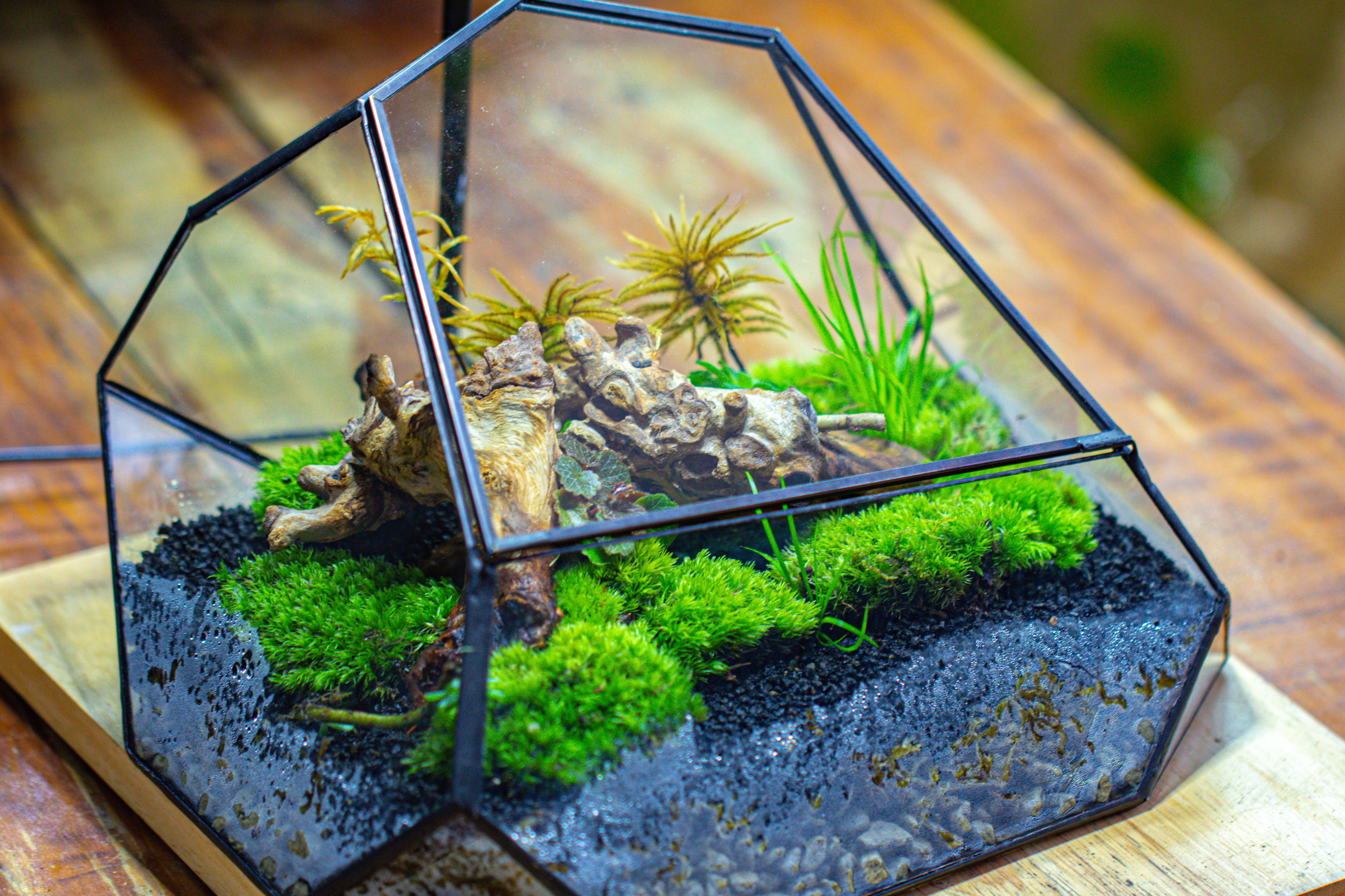 Irregular geometric rock shape glass and tin terrarium, for moss - NCYPgarden