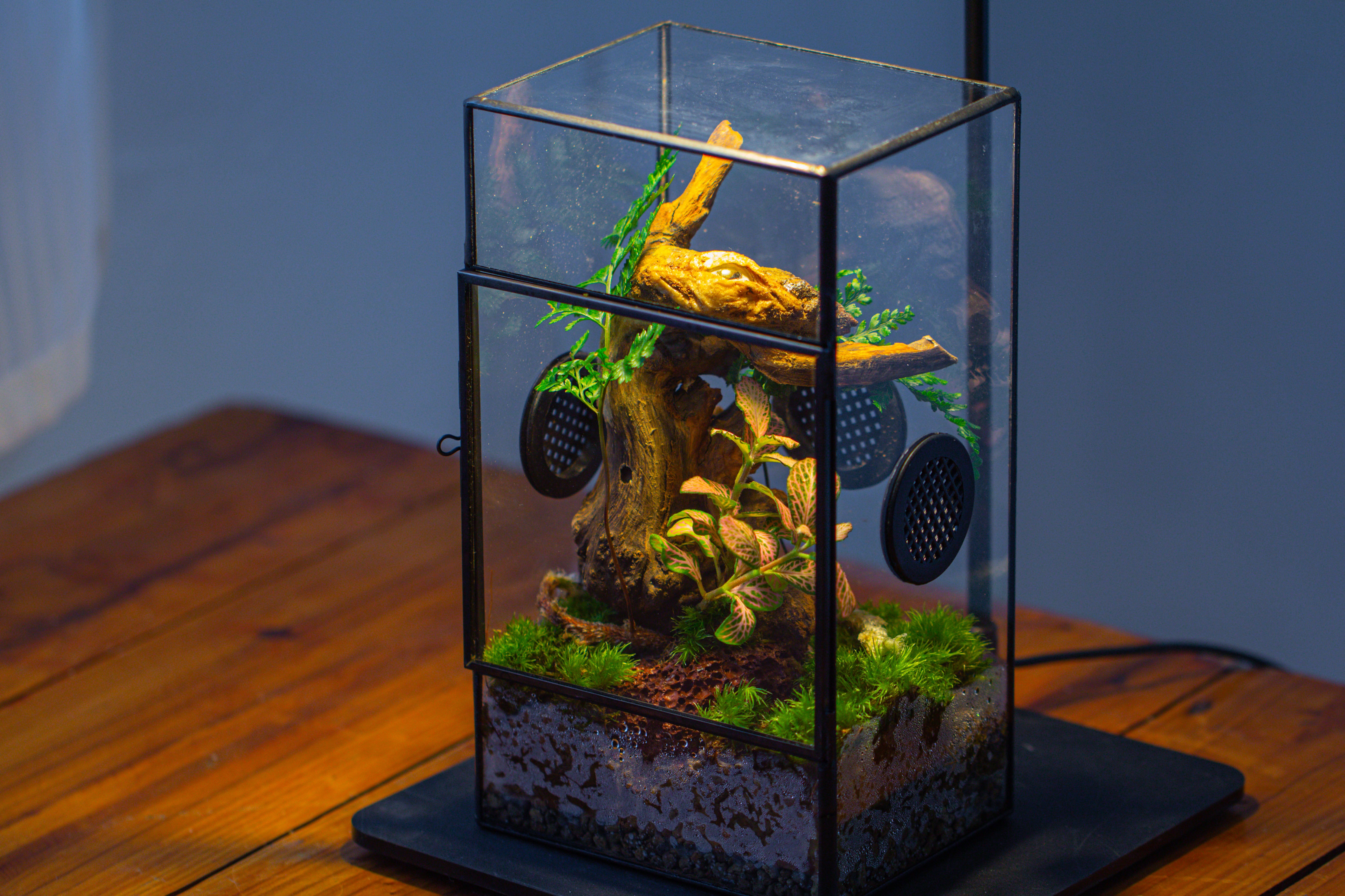 Glass Geometric Terrarium with Door Enclosure, Black Plastic Mesh Vent for Insects, Snail, Jumping Spider, Plants Not Included - NCYPgarden