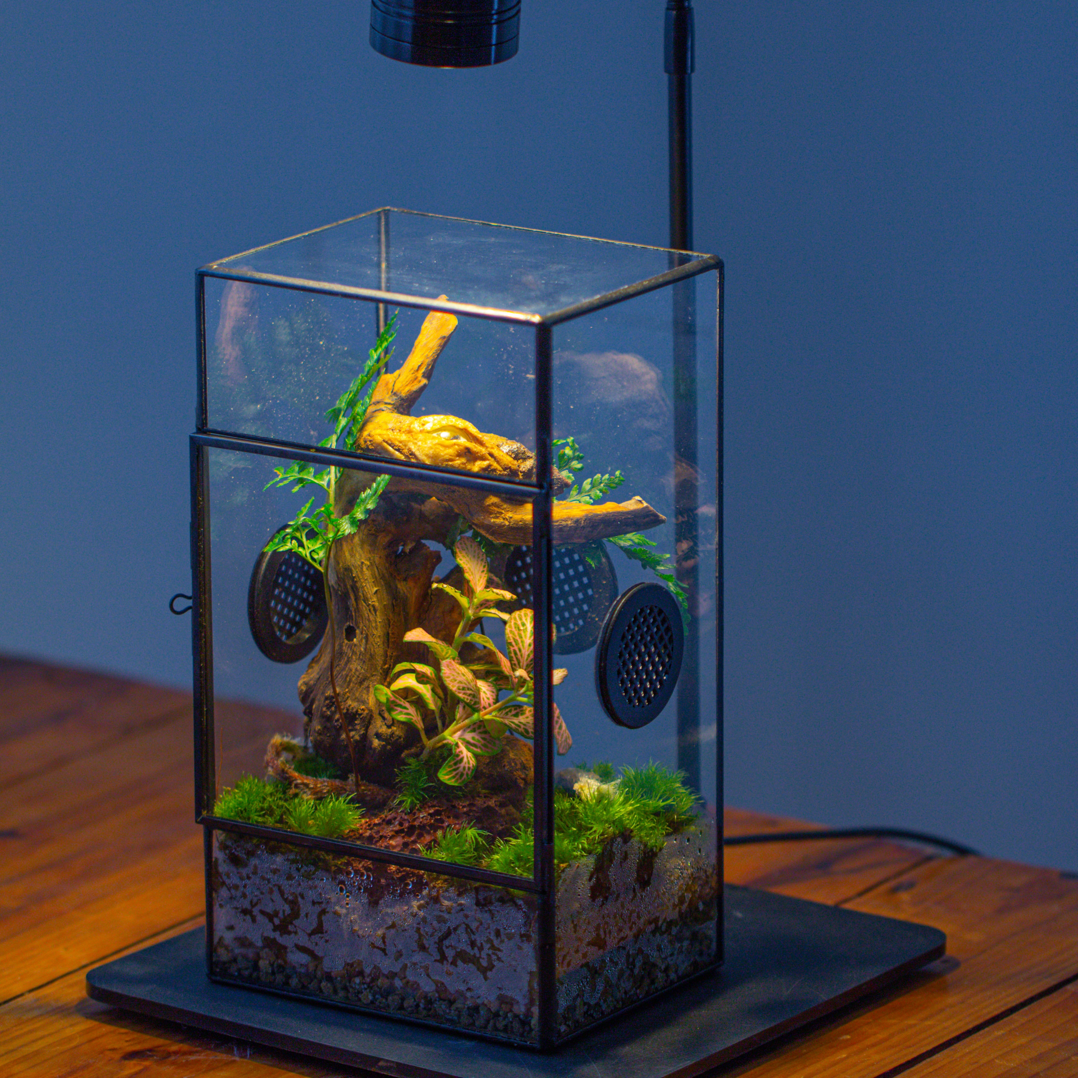 Glass Geometric Terrarium with Door Enclosure, Black Plastic Mesh Vent for Insects, Snail, Jumping Spider, Plants Not Included - NCYPgarden