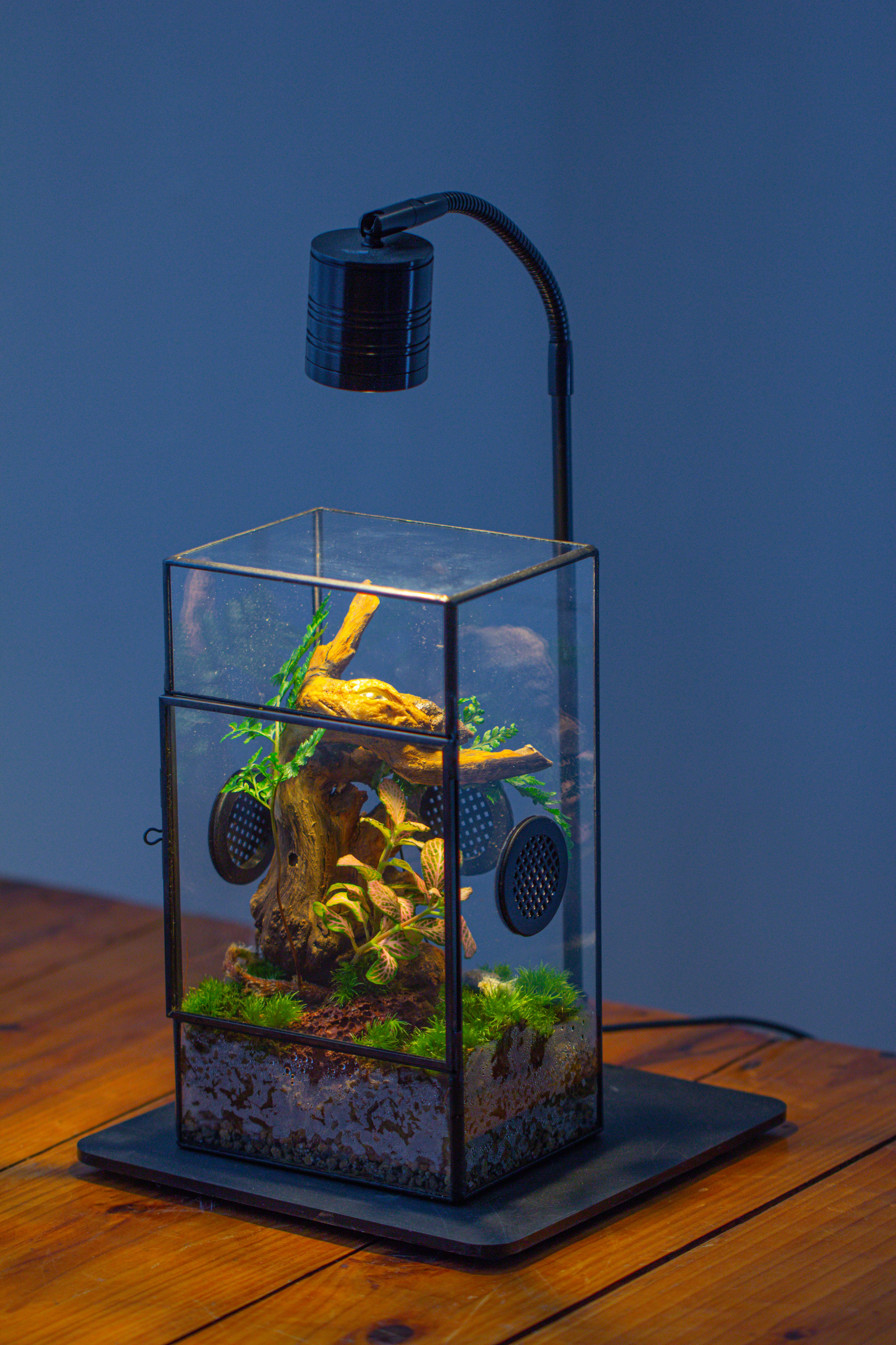 Glass Geometric Terrarium with Door Enclosure, Black Plastic Mesh Vent for Insects, Snail, Jumping Spider, Plants Not Included - NCYPgarden