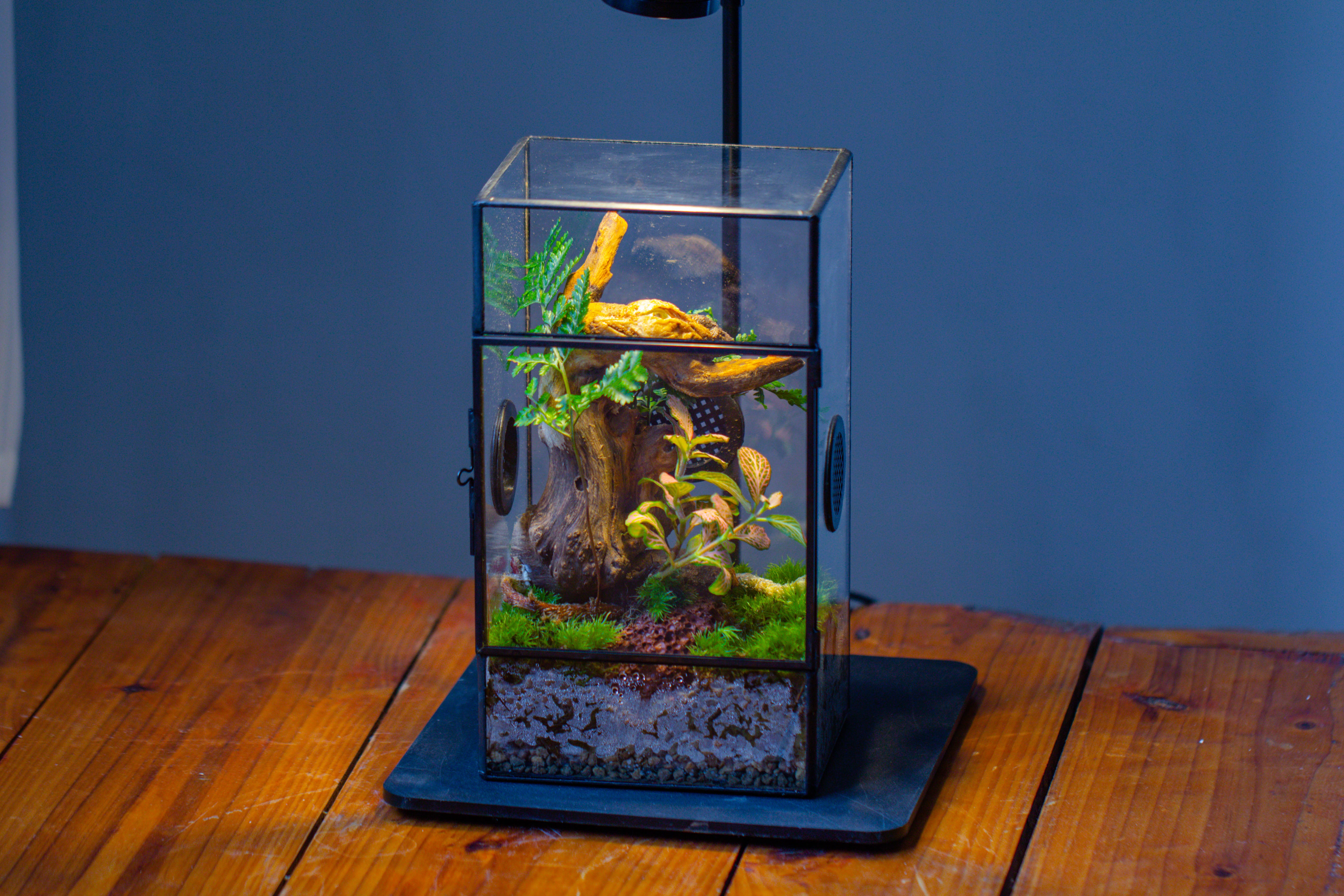 Glass Geometric Terrarium with Door Enclosure, Black Plastic Mesh Vent for Insects, Snail, Jumping Spider, Plants Not Included - NCYPgarden