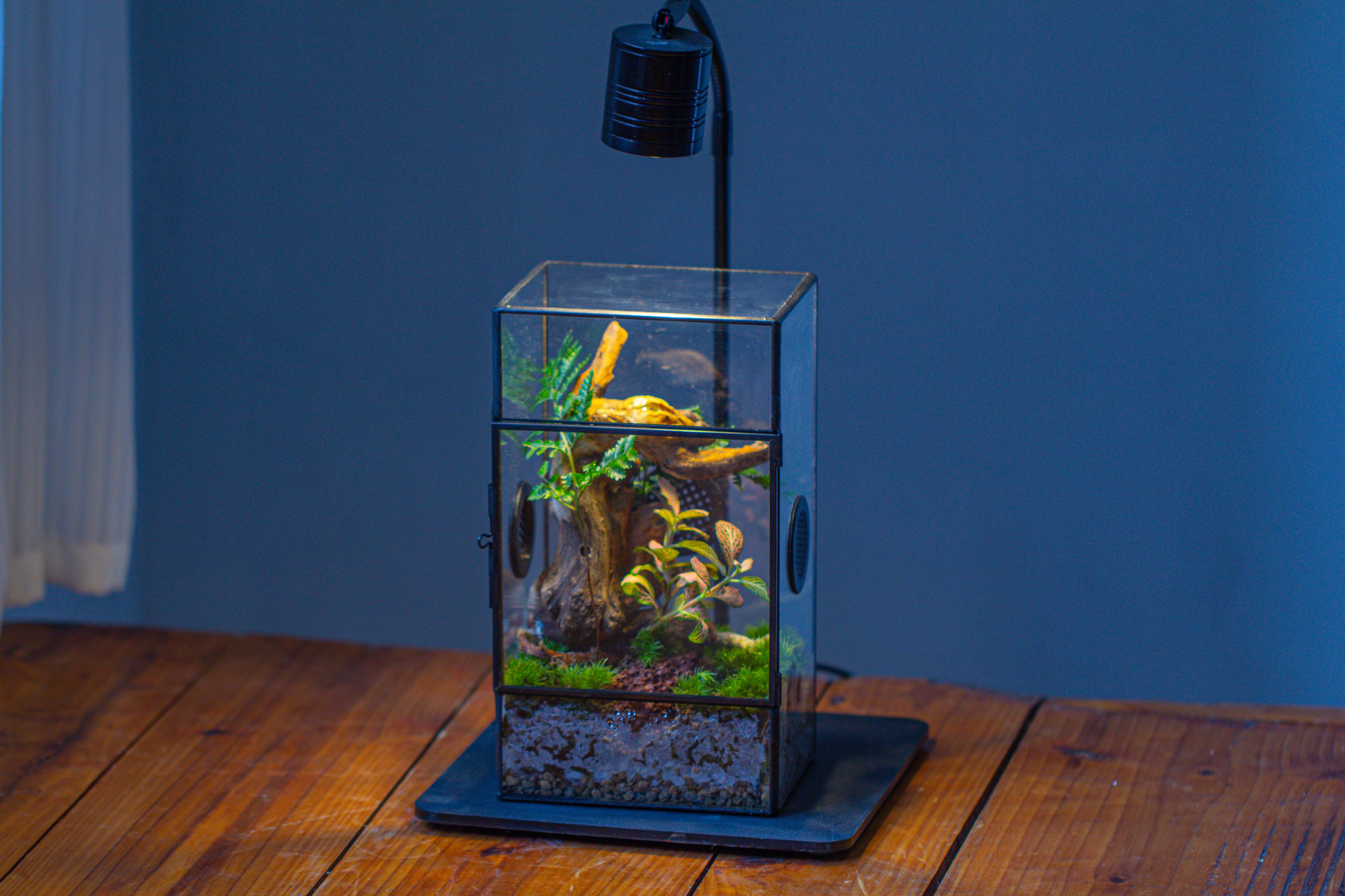 Glass Geometric Terrarium with Door Enclosure, Black Plastic Mesh Vent for Insects, Snail, Jumping Spider, Plants Not Included - NCYPgarden