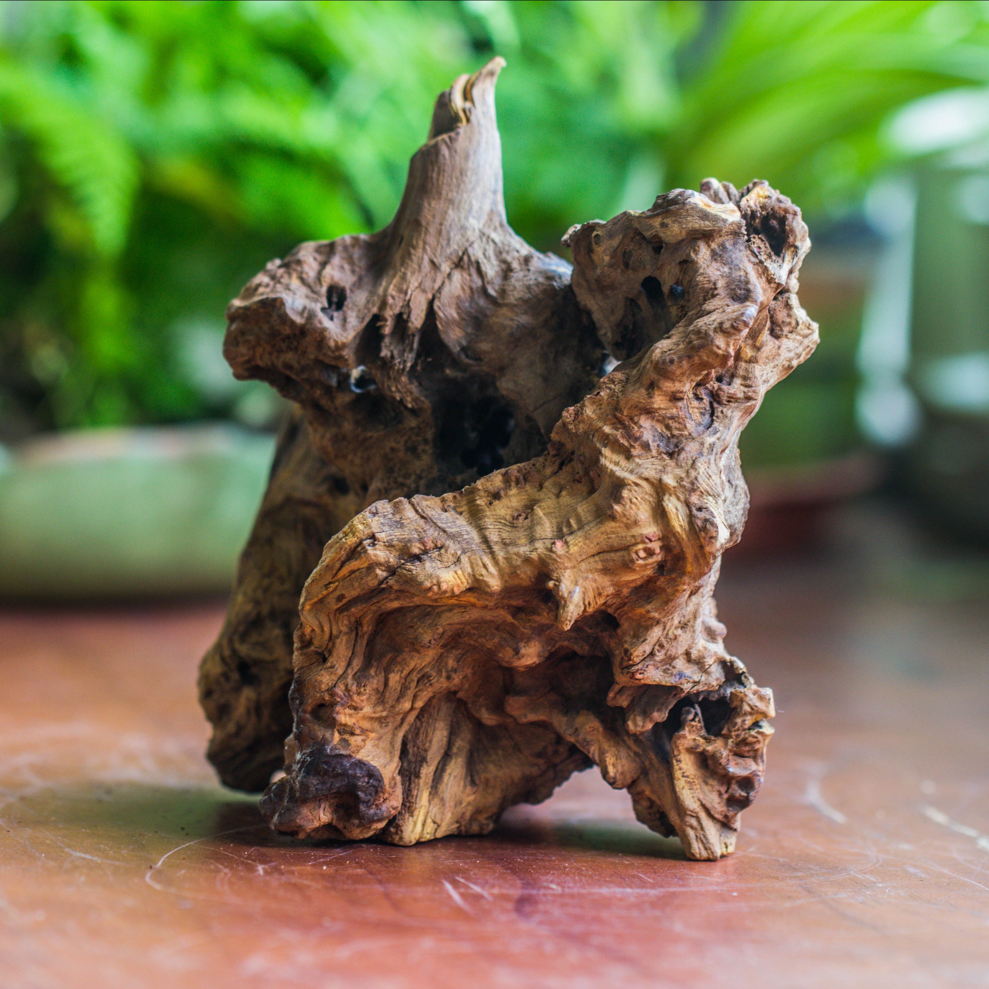 Natural driftwood for moss terrarium, miniature, micro landscape, unique  10-8, suitable for both live and preserved moss - NCYPgarden