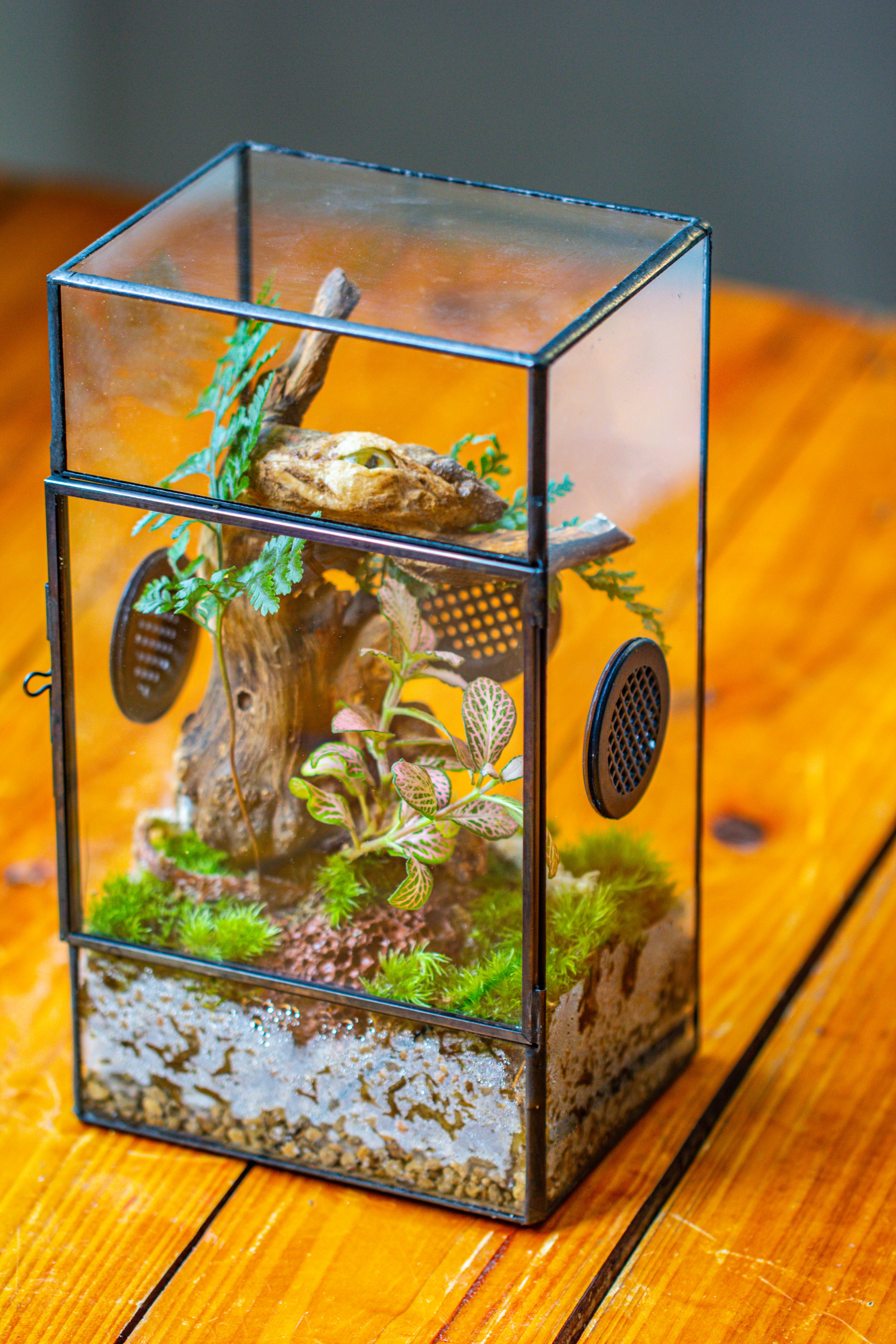 Glass Geometric Terrarium with Door Enclosure, Black Plastic Mesh Vent for Insects, Snail, Jumping Spider, Plants Not Included - NCYPgarden