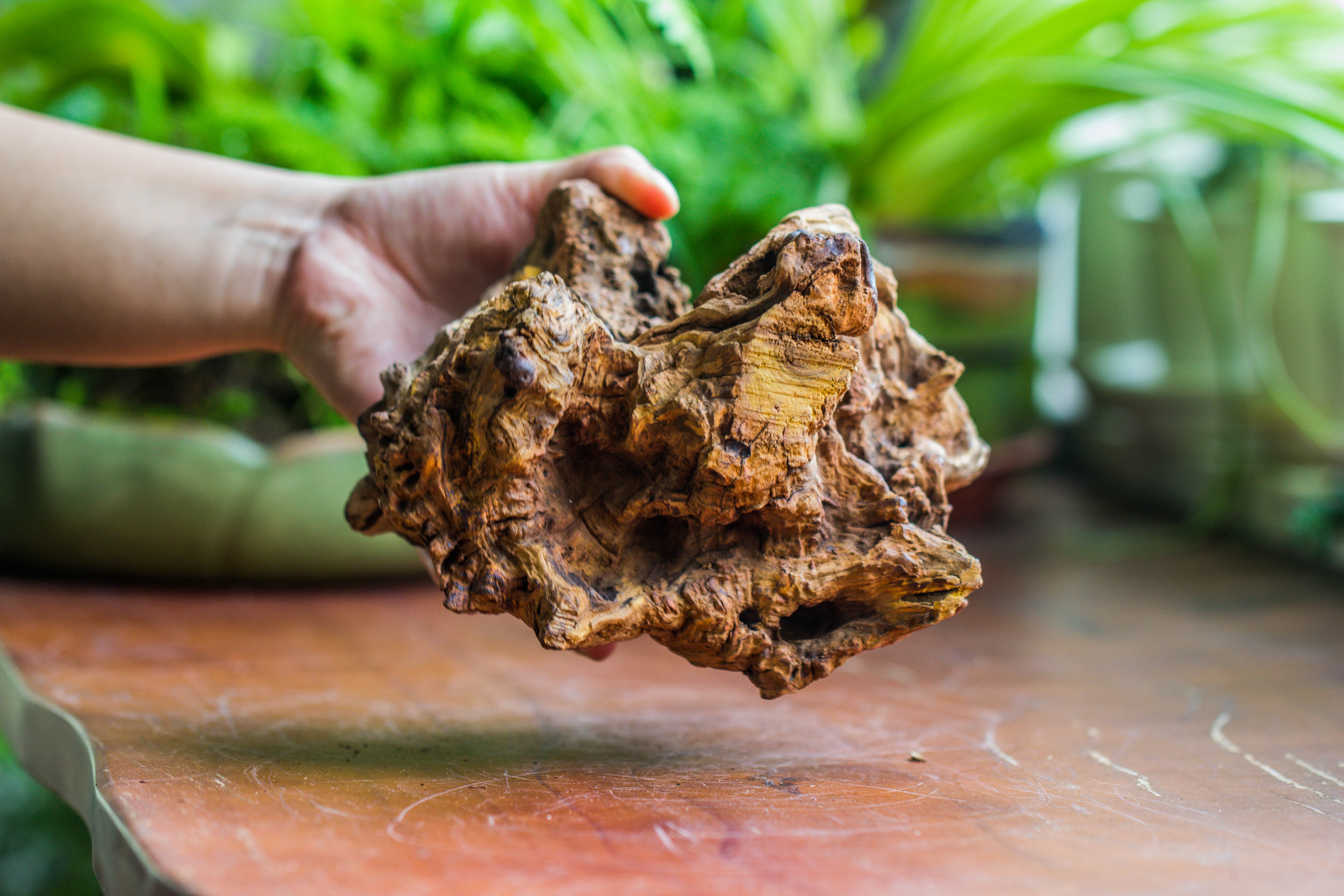 Natural driftwood for moss terrarium, miniature, micro landscape, unique  10-8, suitable for both live and preserved moss - NCYPgarden