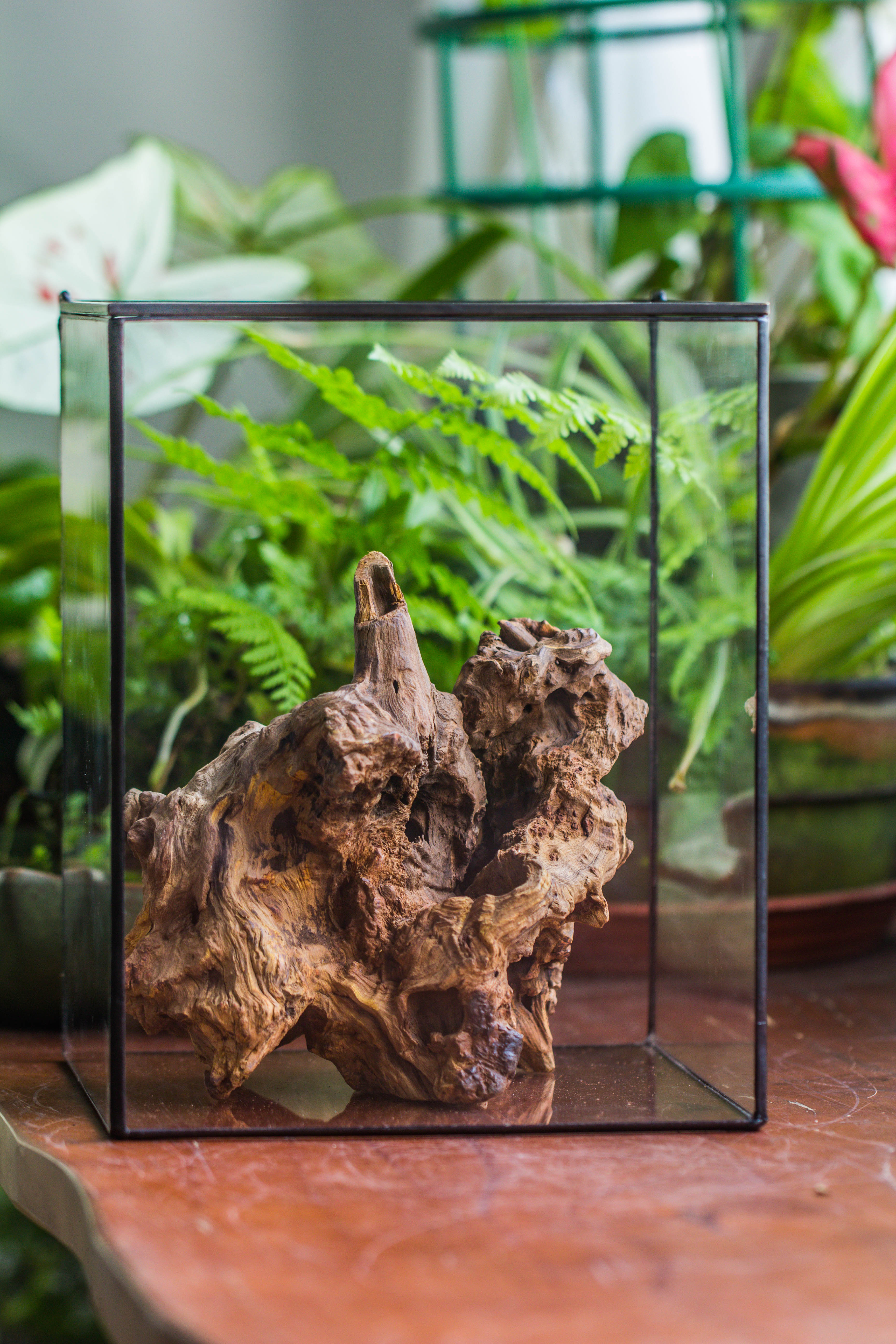 Natural driftwood for moss terrarium, miniature, micro landscape, unique  10-8, suitable for both live and preserved moss - NCYPgarden