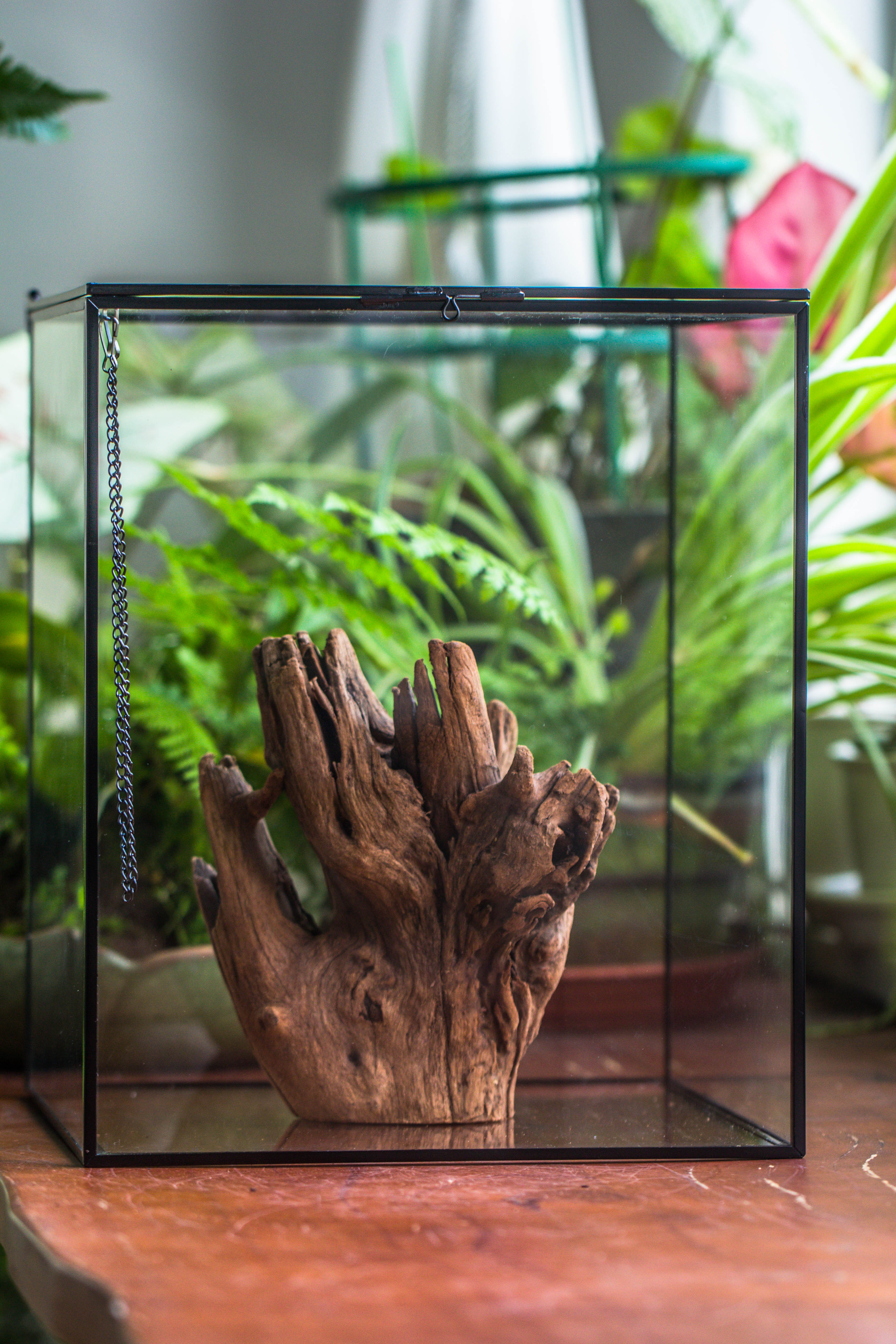 Copy of Natural driftwood for moss terrarium, miniature, micro landscape, unique  10-17, suitable for both live and preserved moss - NCYPgarden