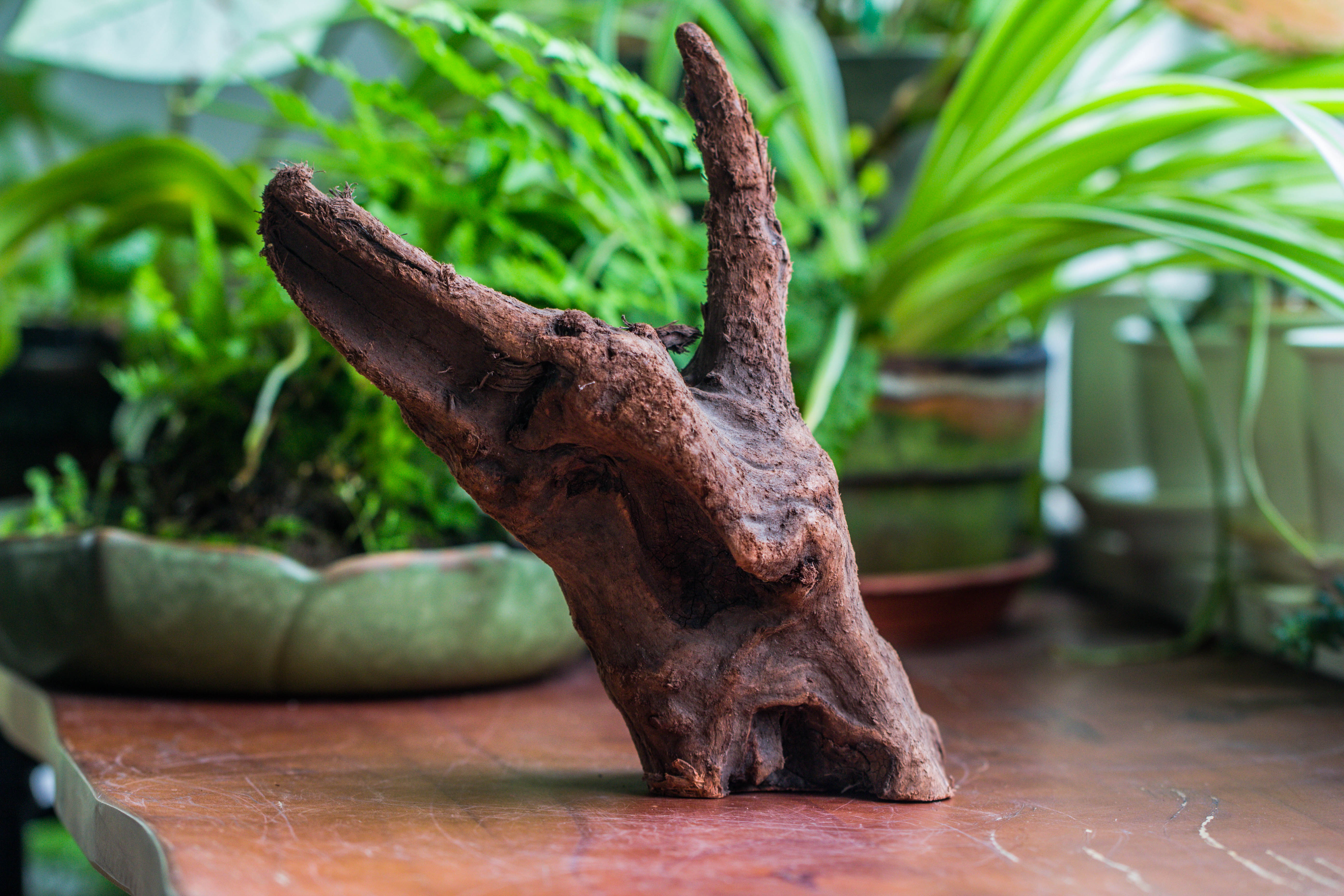 Copy of Natural driftwood for moss terrarium, miniature, micro landscape, unique  10-47, suitable for both live and preserved moss - NCYPgarden