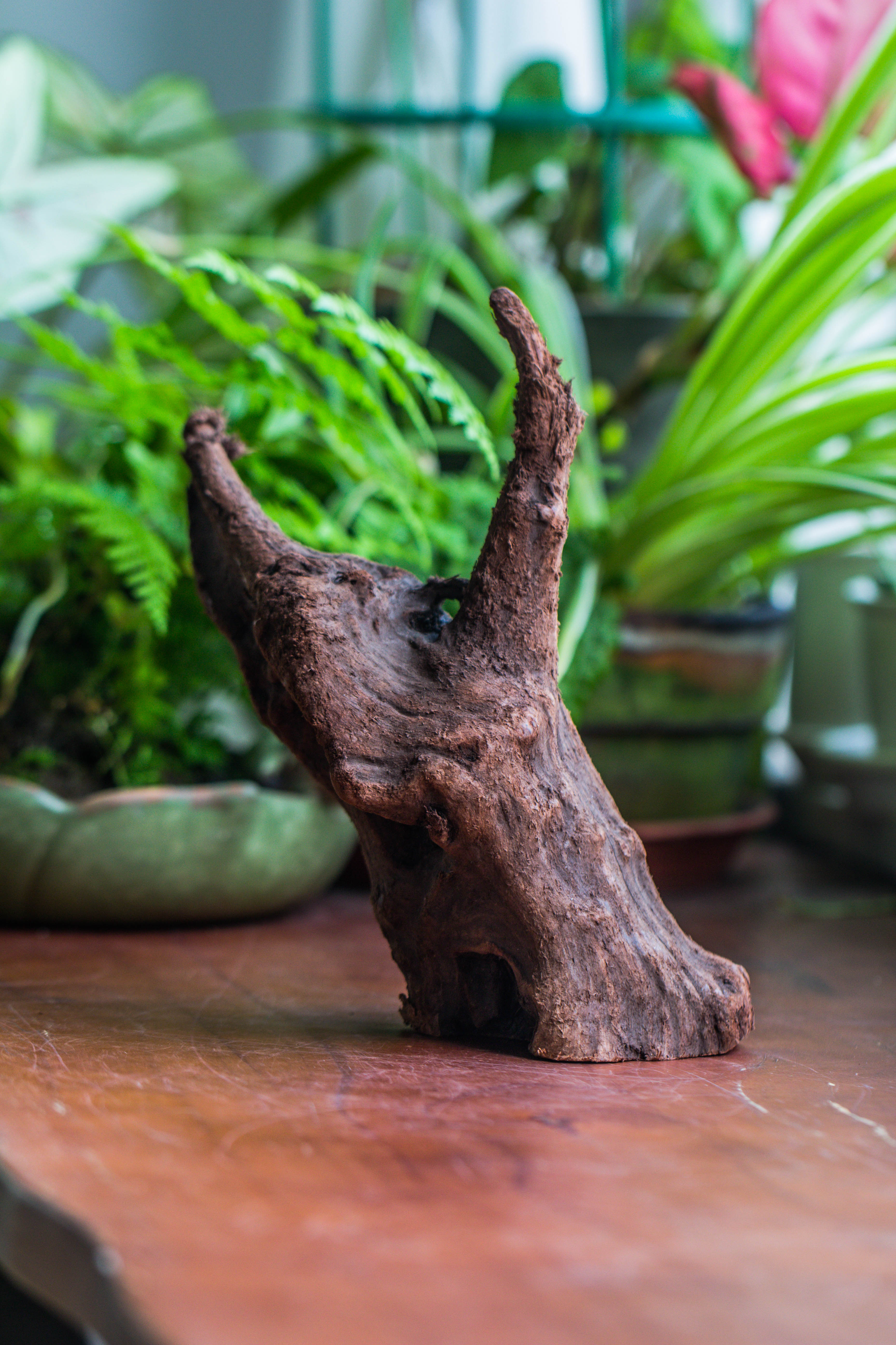 Copy of Natural driftwood for moss terrarium, miniature, micro landscape, unique  10-47, suitable for both live and preserved moss - NCYPgarden