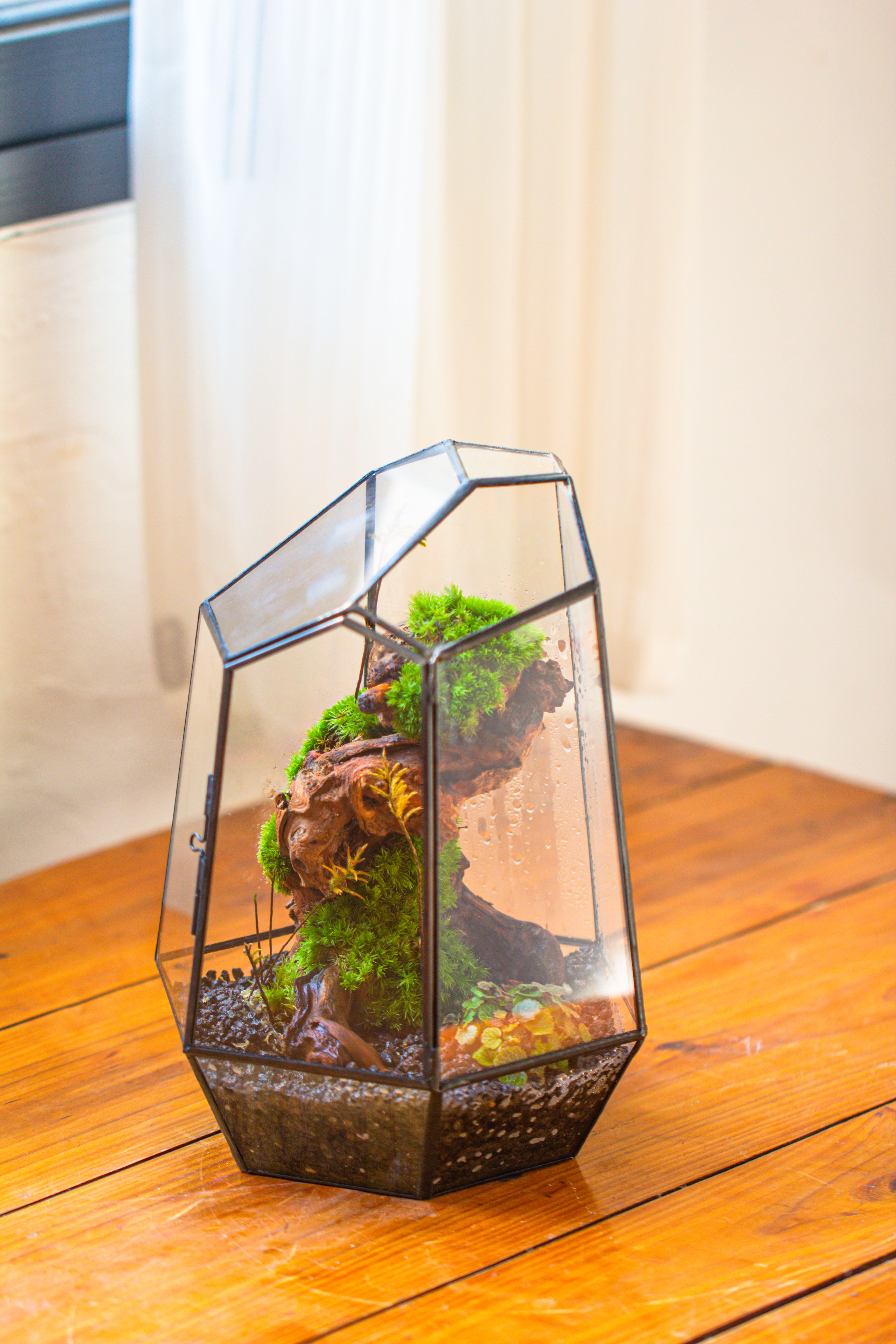 NCYP Large Close Geometric Glass Terrarium with Door, Tin Sealed Irregular Tall Planter for moss Flower Pot - NCYPgarden