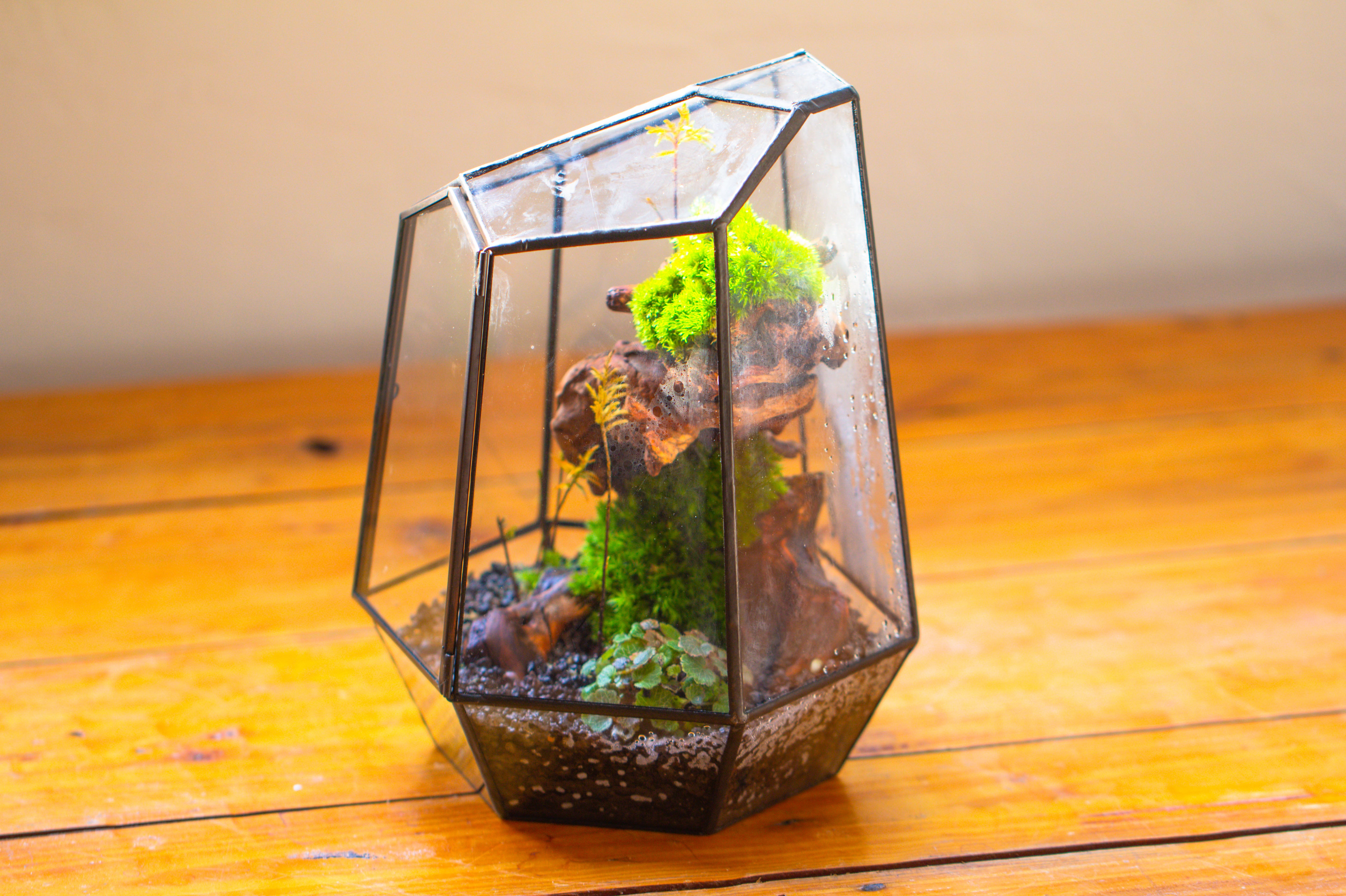 NCYP Large Close Geometric Glass Terrarium with Door, Tin Sealed Irregular Tall Planter for moss Flower Pot - NCYPgarden