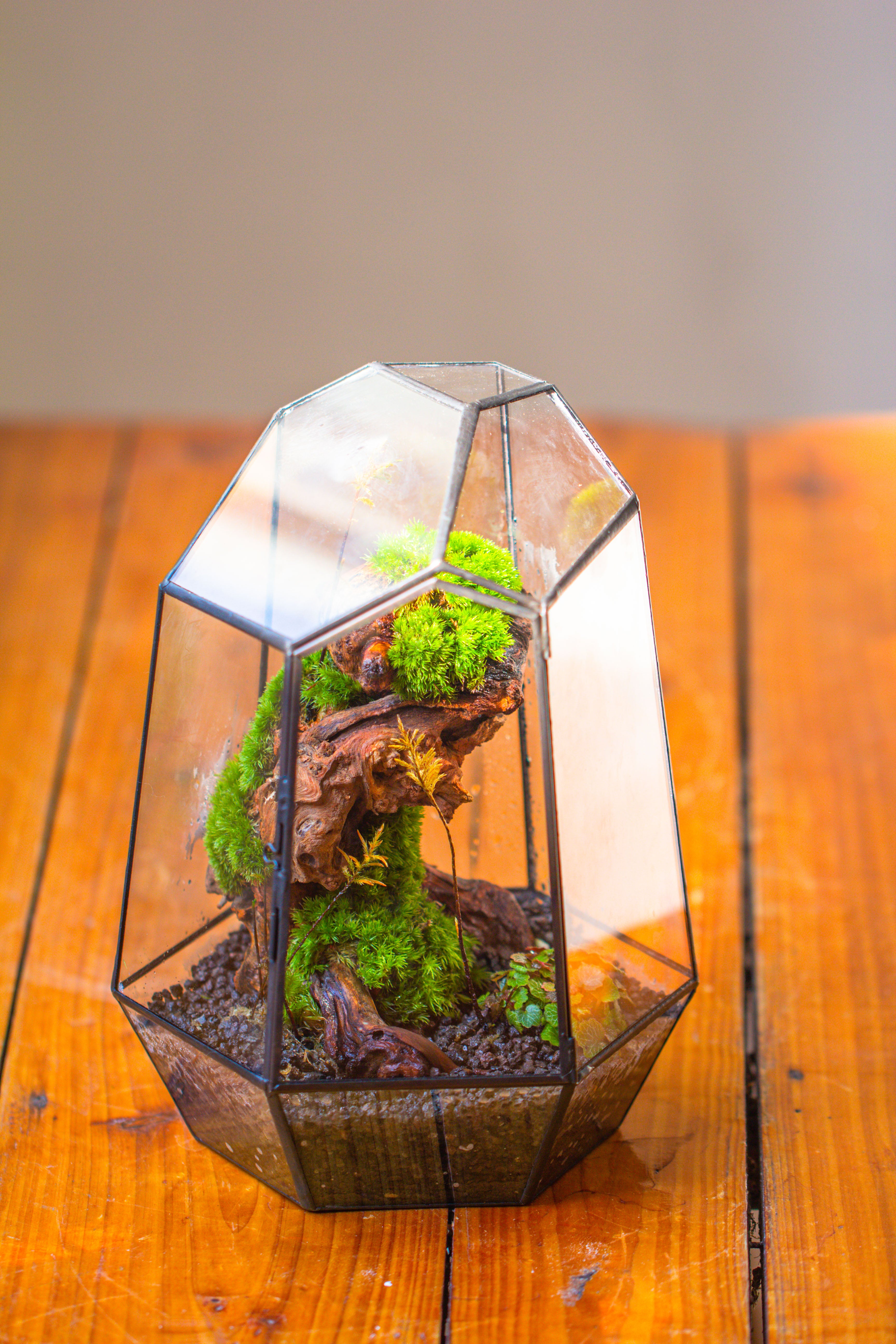 NCYP Large Close Geometric Glass Terrarium with Door, Tin Sealed Irregular Tall Planter for moss Flower Pot - NCYPgarden