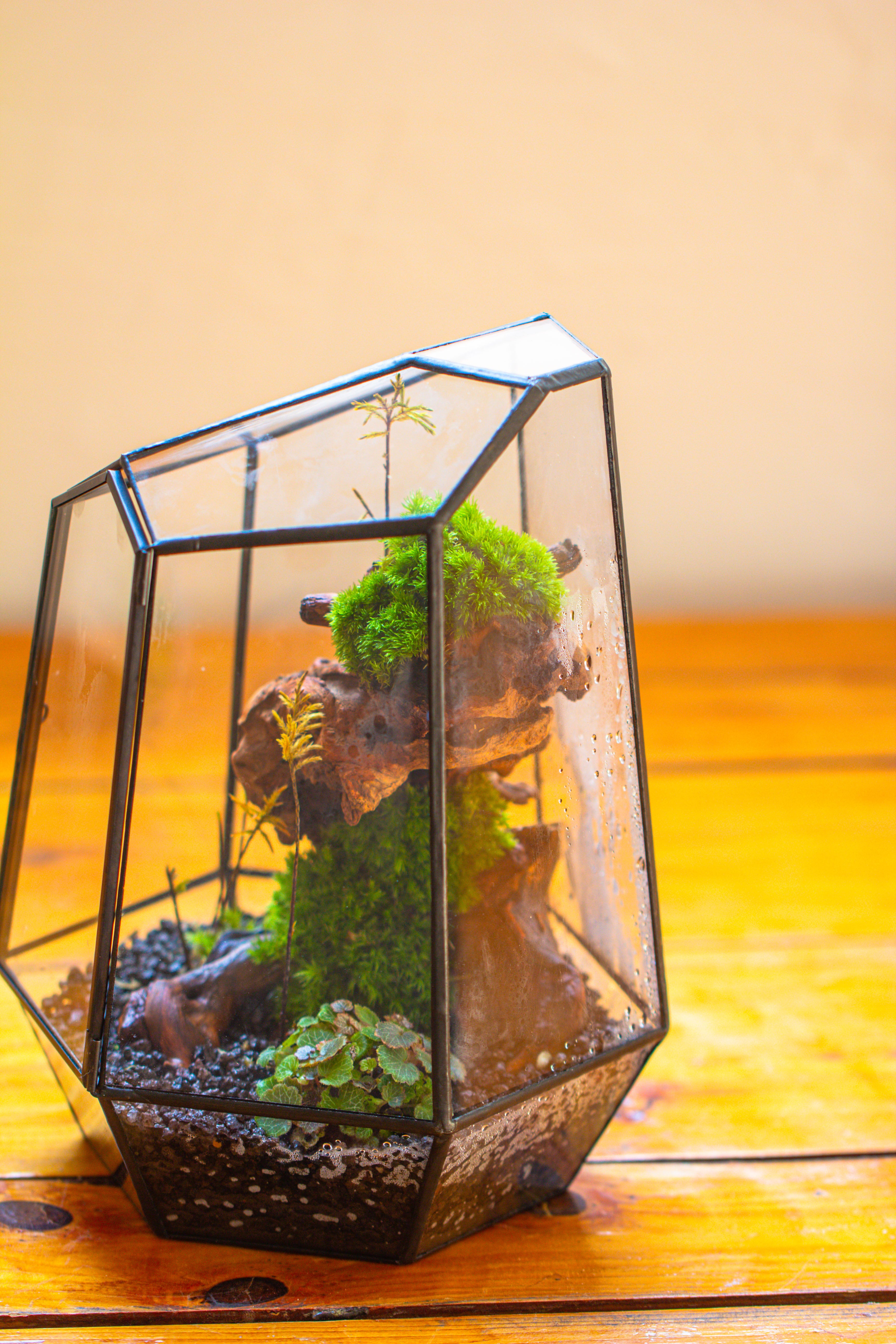 NCYP Large Close Geometric Glass Terrarium with Door, Tin Sealed Irregular Tall Planter for moss Flower Pot - NCYPgarden