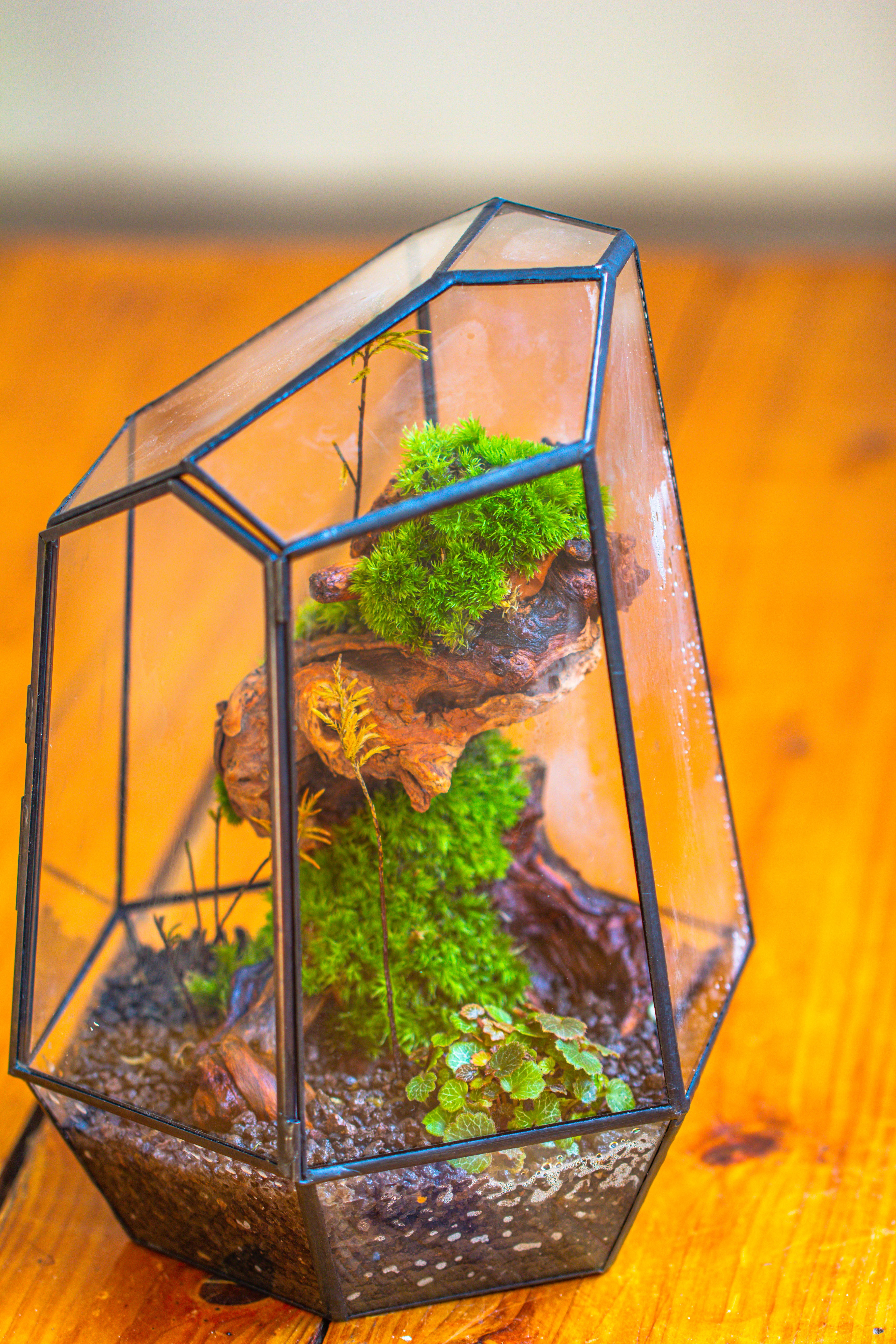 NCYP Large Close Geometric Glass Terrarium with Door, Tin Sealed Irregular Tall Planter for moss Flower Pot - NCYPgarden