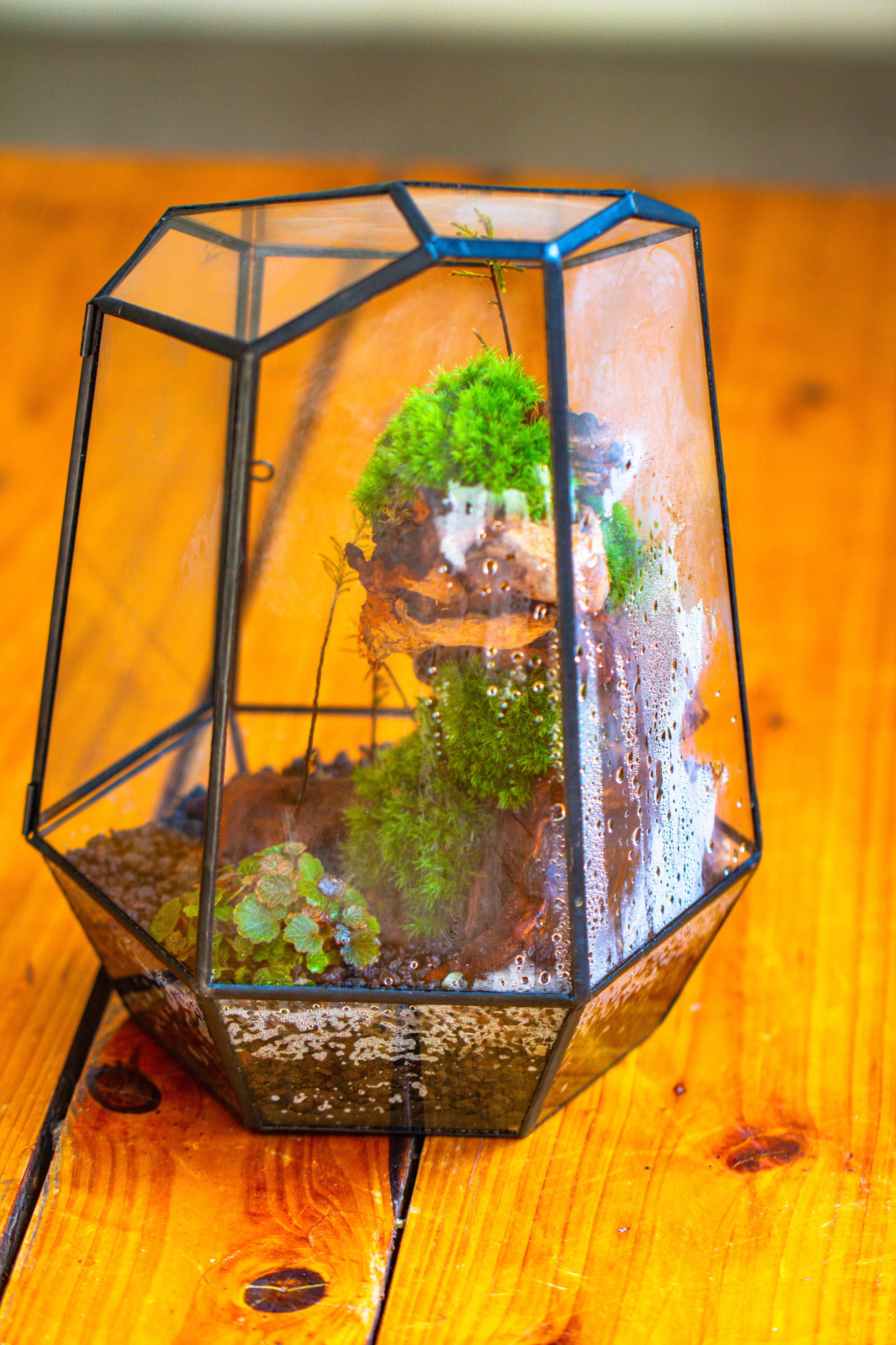 NCYP Large Close Geometric Glass Terrarium with Door, Tin Sealed Irregular Tall Planter for moss Flower Pot - NCYPgarden