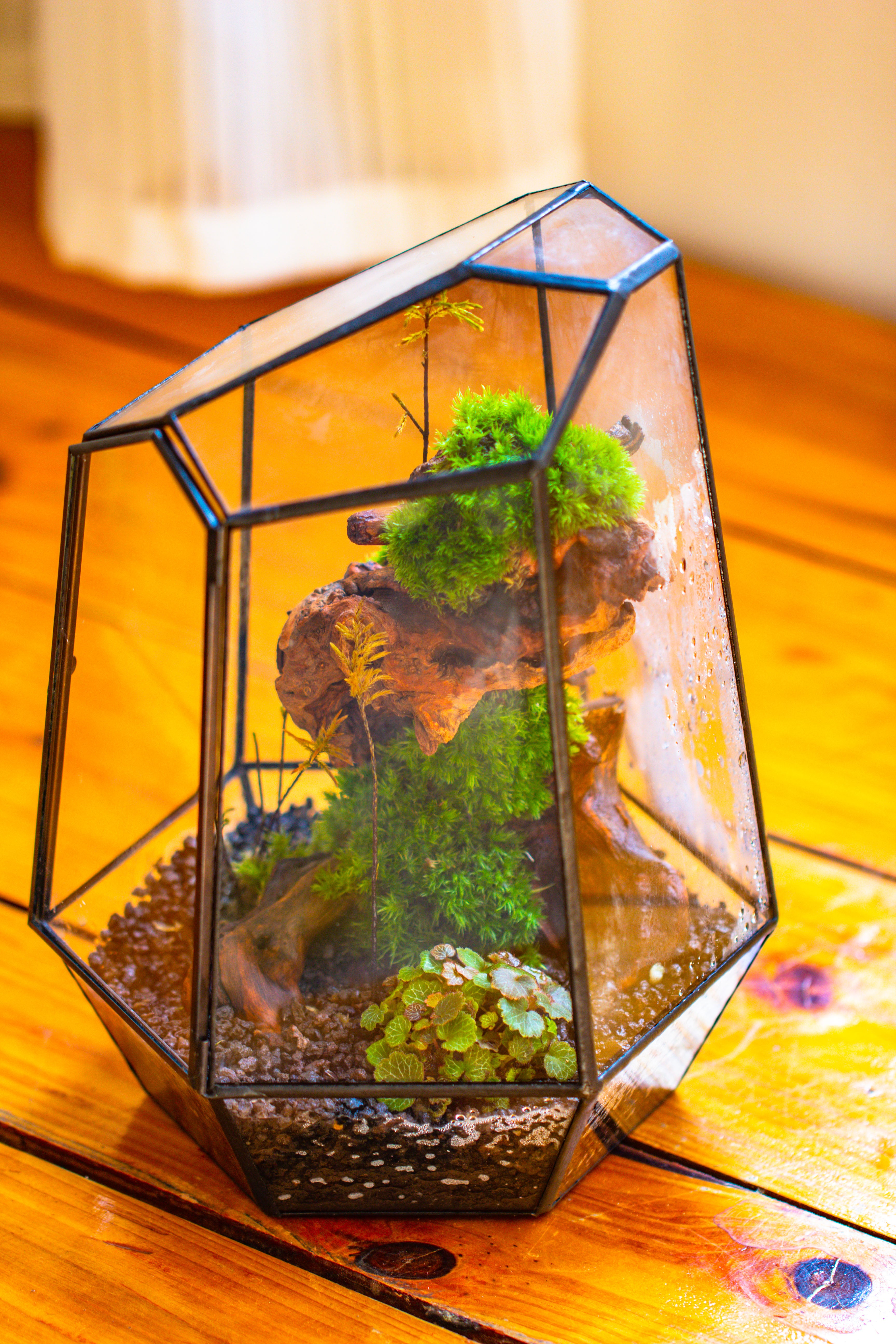 NCYP Large Close Geometric Glass Terrarium with Door, Tin Sealed Irregular Tall Planter for moss Flower Pot - NCYPgarden