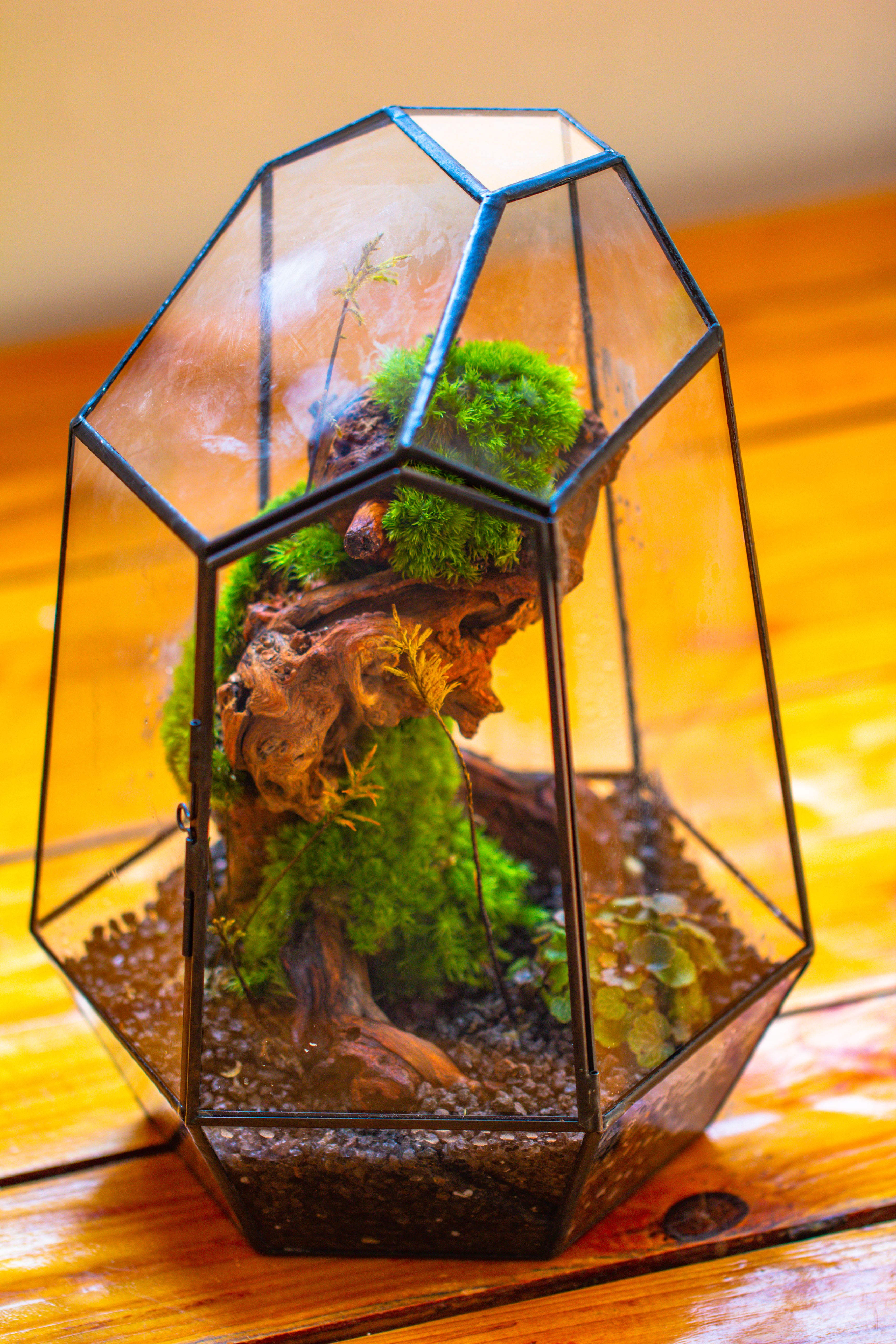 NCYP Large Close Geometric Glass Terrarium with Door, Tin Sealed Irregular Tall Planter for moss Flower Pot - NCYPgarden