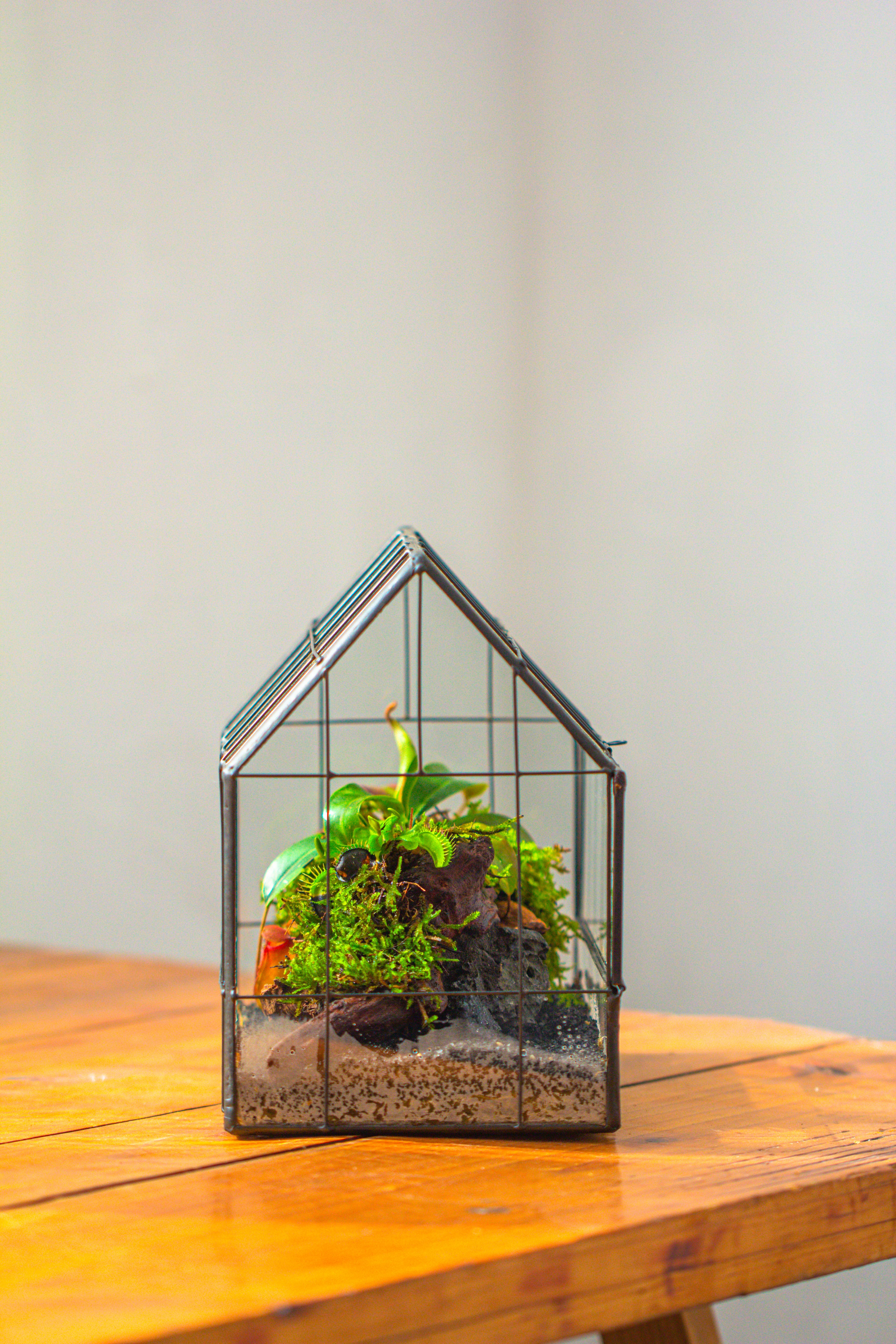 Vintge Greenhouse inspired tin and glass geometric Terrarium, side door, Close, for moss, fern, shade plants, micro landscape - NCYPgarden