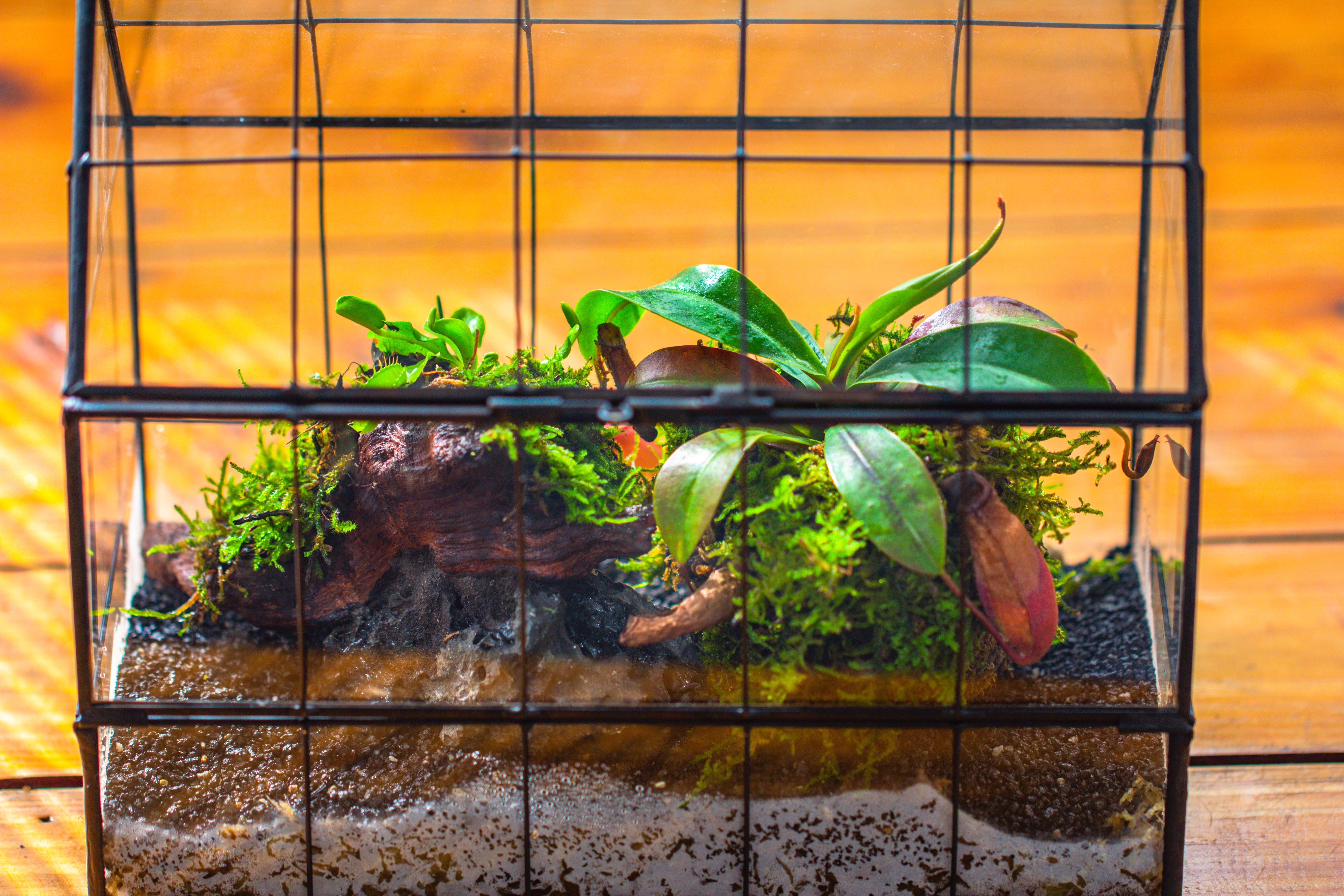 Vintge Greenhouse inspired tin and glass geometric Terrarium, side door, Close, for moss, fern, shade plants, micro landscape - NCYPgarden