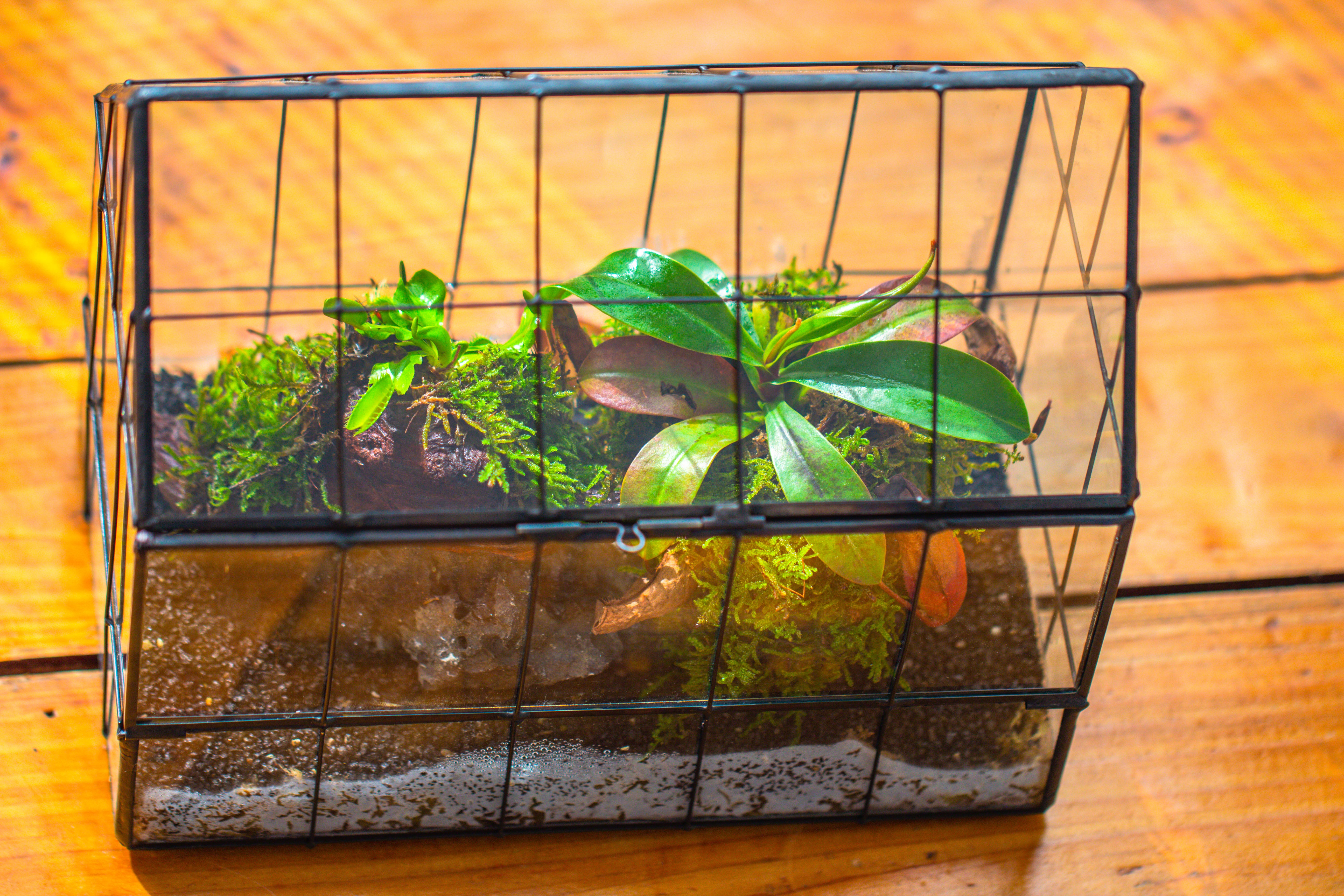 Vintge Greenhouse inspired tin and glass geometric Terrarium, side door, Close, for moss, fern, shade plants, micro landscape - NCYPgarden