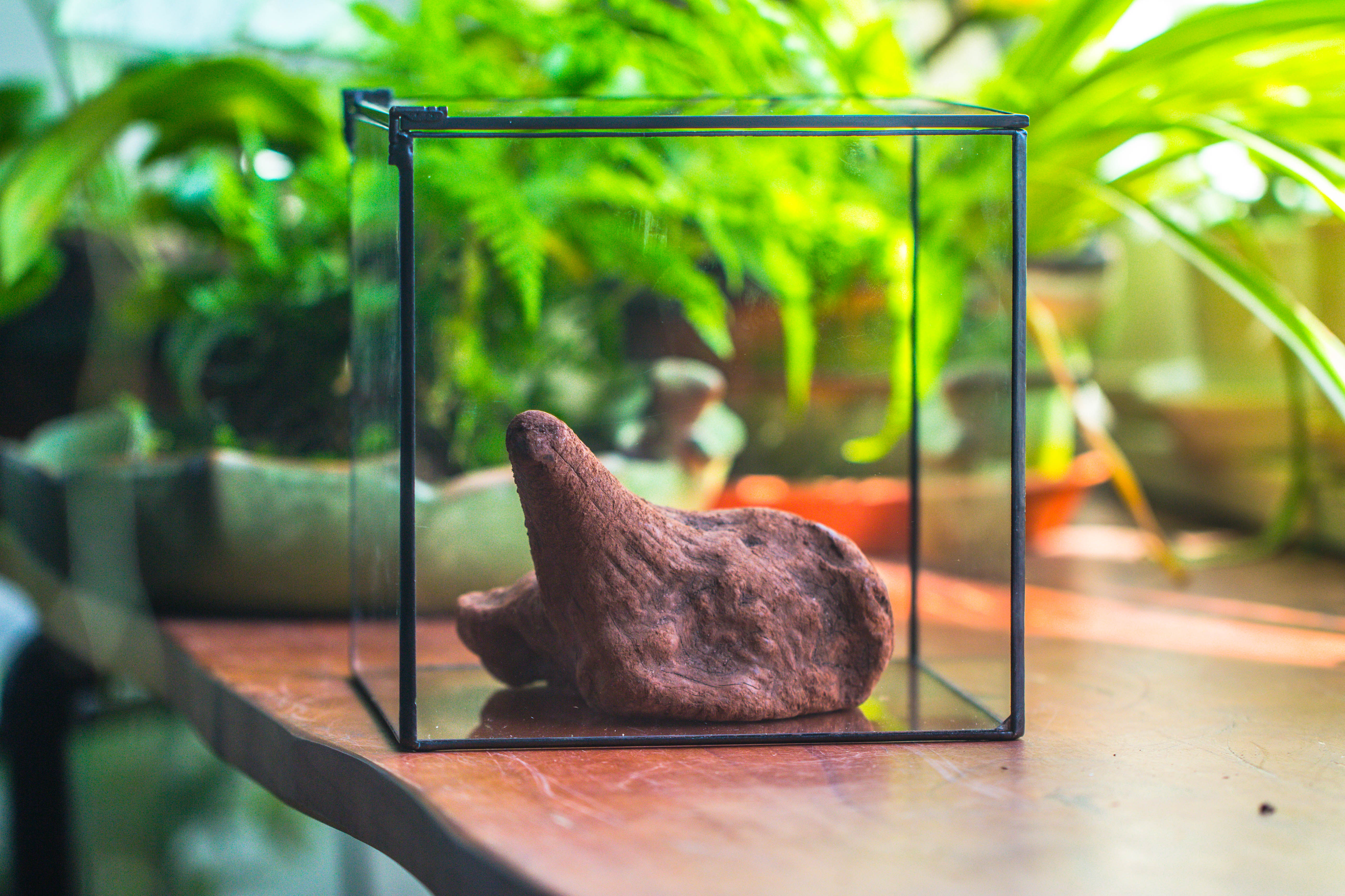 Copy of Natural driftwood for moss terrarium, miniature, micro landscape, unique  10-51, suitable for both live and preserved moss - NCYPgarden