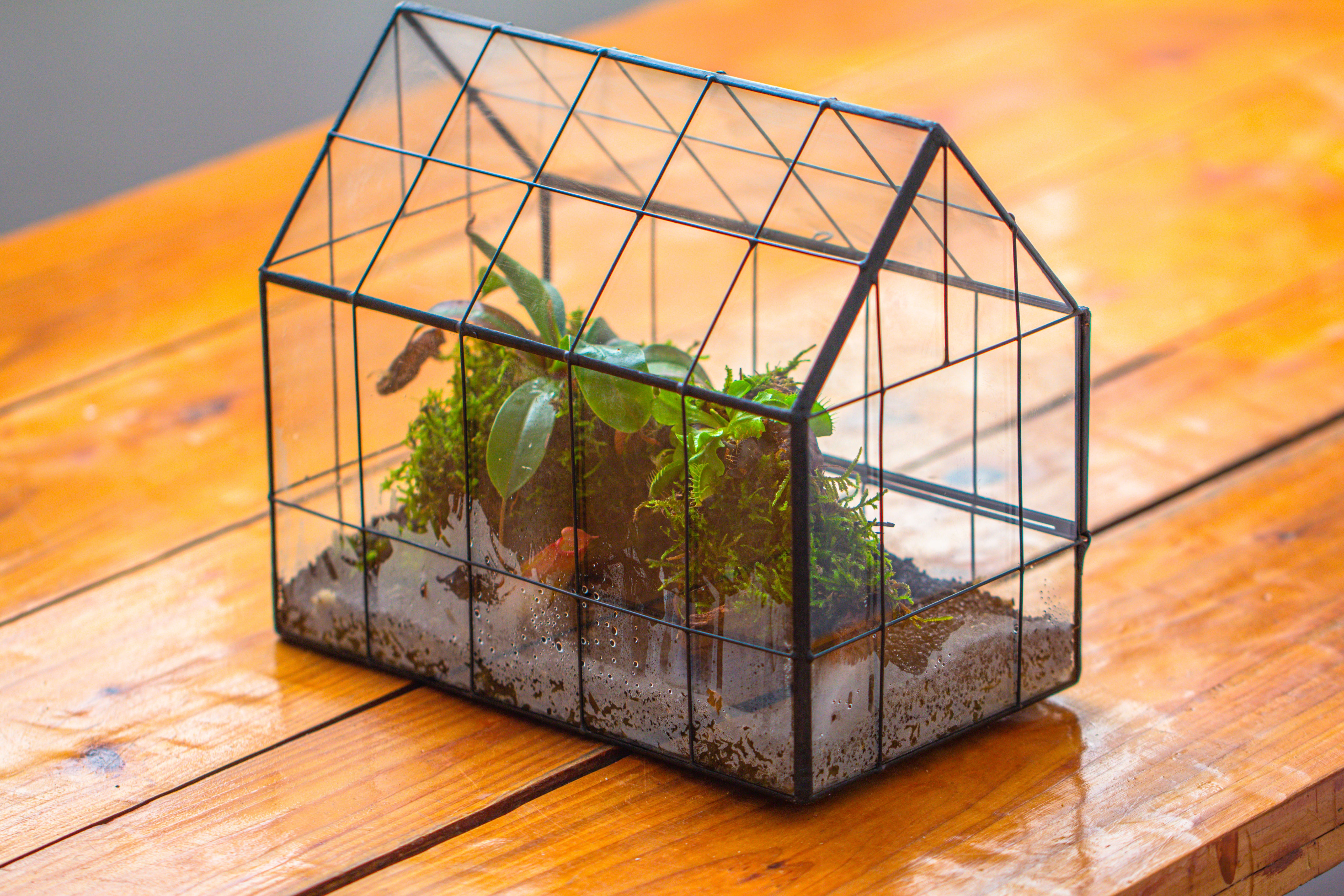 Vintge Greenhouse inspired tin and glass geometric Terrarium, side door, Close, for moss, fern, shade plants, micro landscape - NCYPgarden